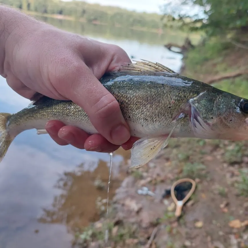 Walleye caught on Fishbrain