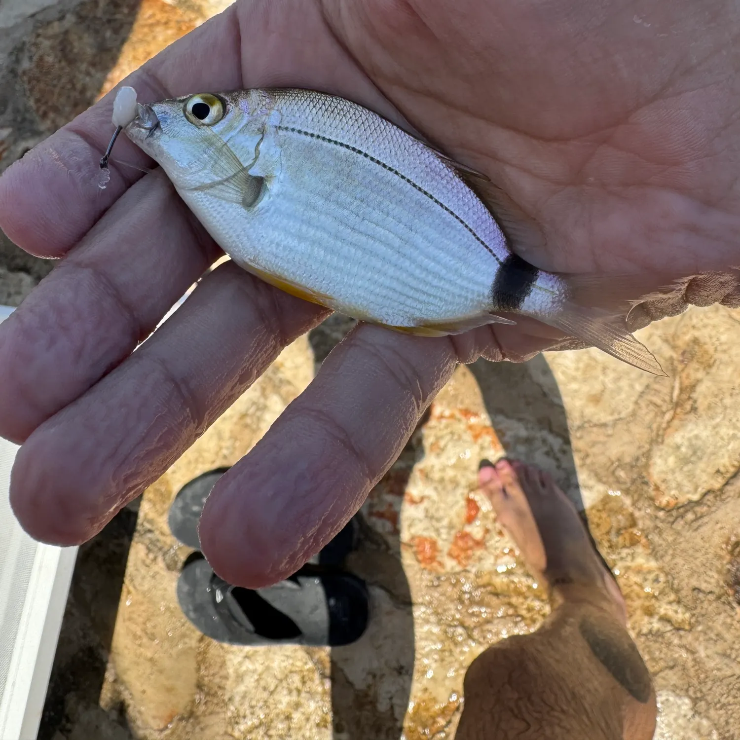 Saddled seabream caught on Fishbrain