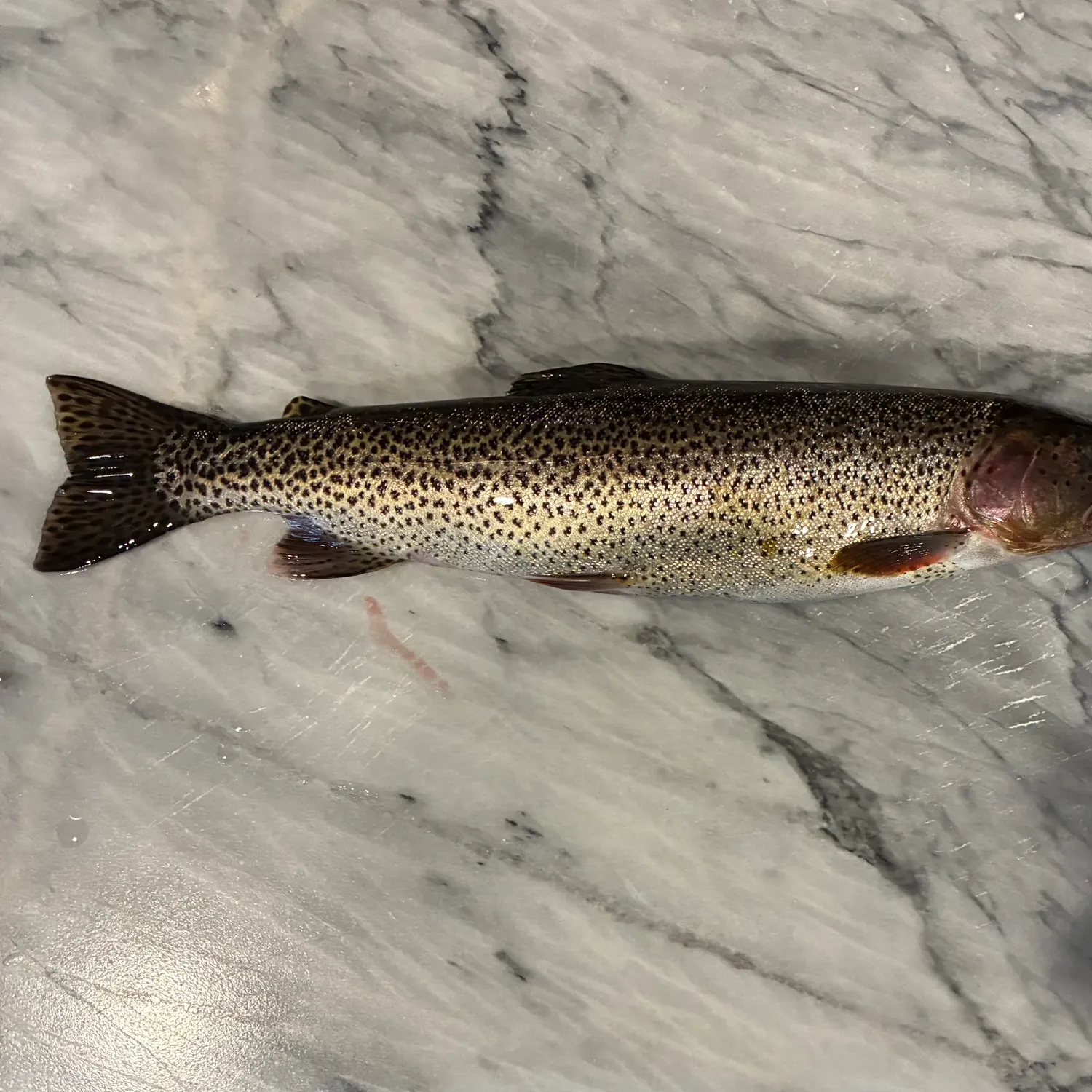 The most recent Coastal cutthroat trout catches on Fishbrain