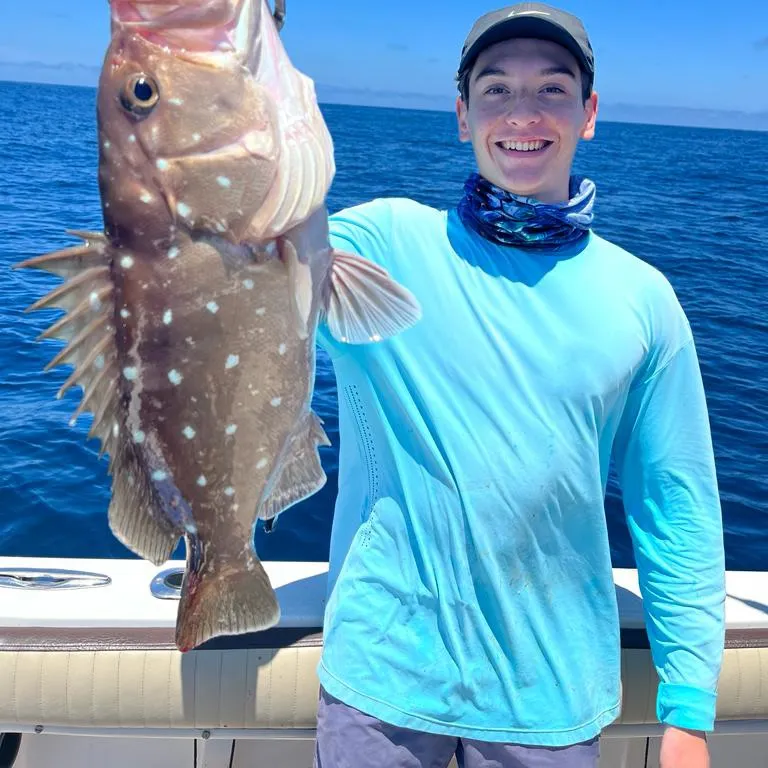 The most recent Warsaw grouper catches on Fishbrain