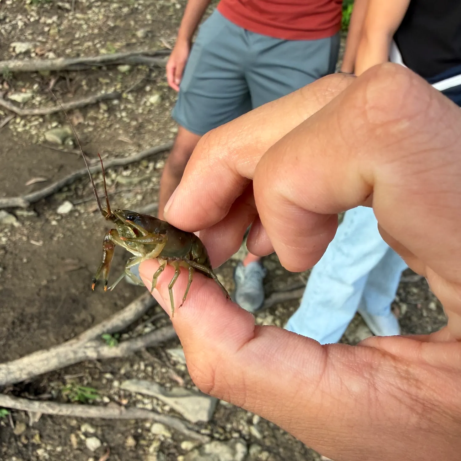 The most recent Rusty crayfish catches on Fishbrain