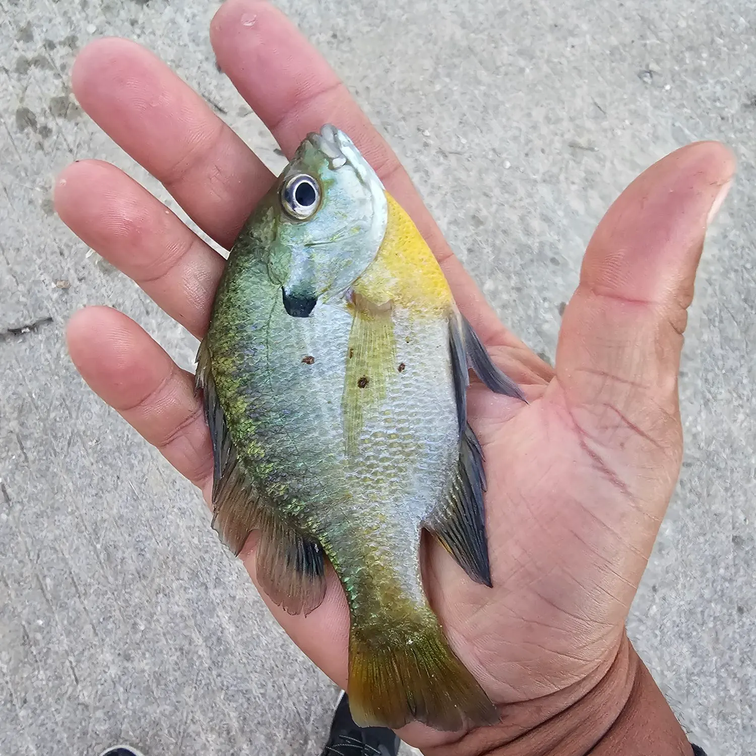 Bluegill caught on Fishbrain