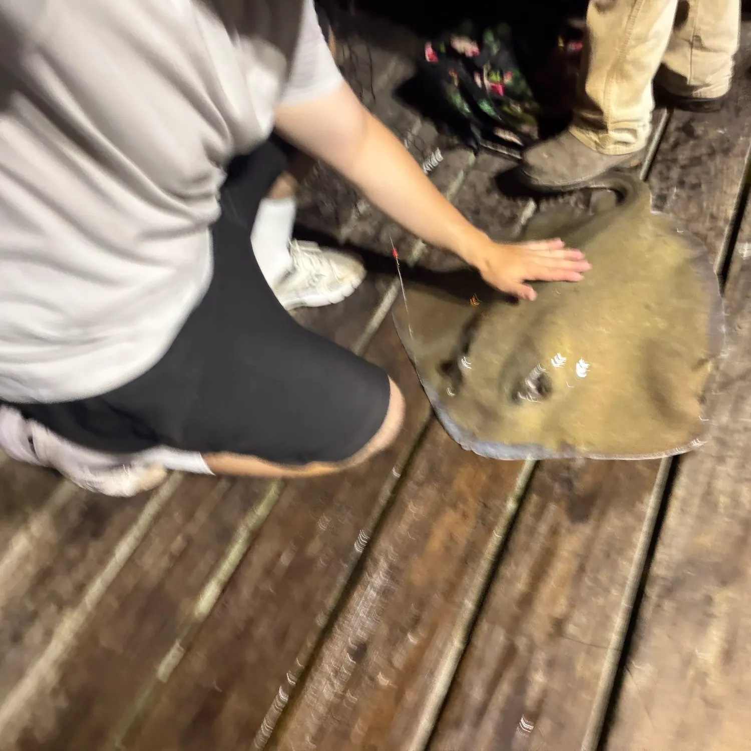 Southern stingray caught on Fishbrain
