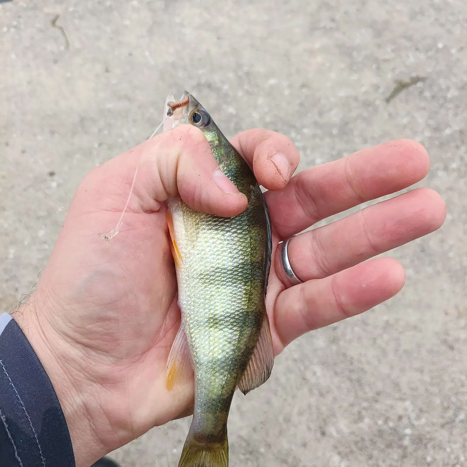 Yellow perch caught on Fishbrain