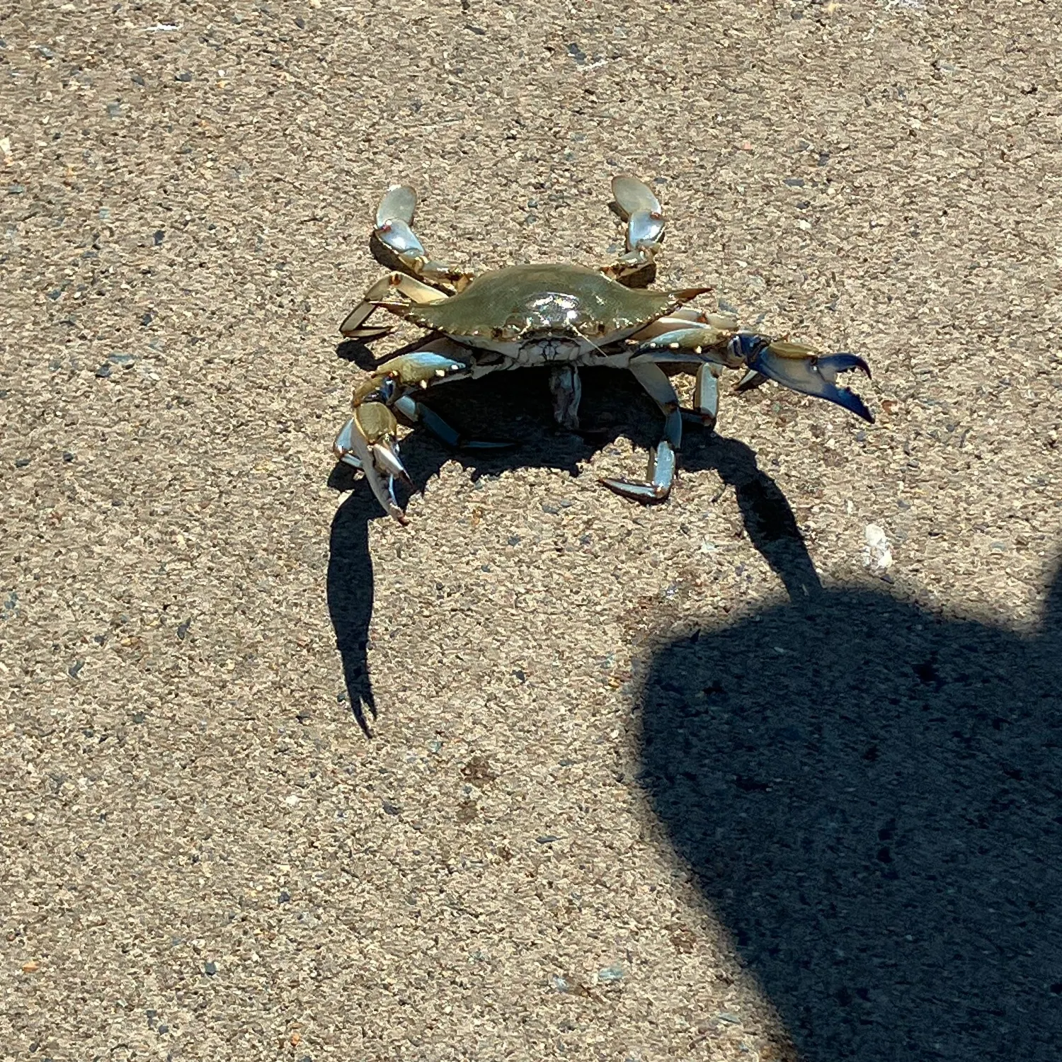 The most recent Blue swimmer crab catches on Fishbrain