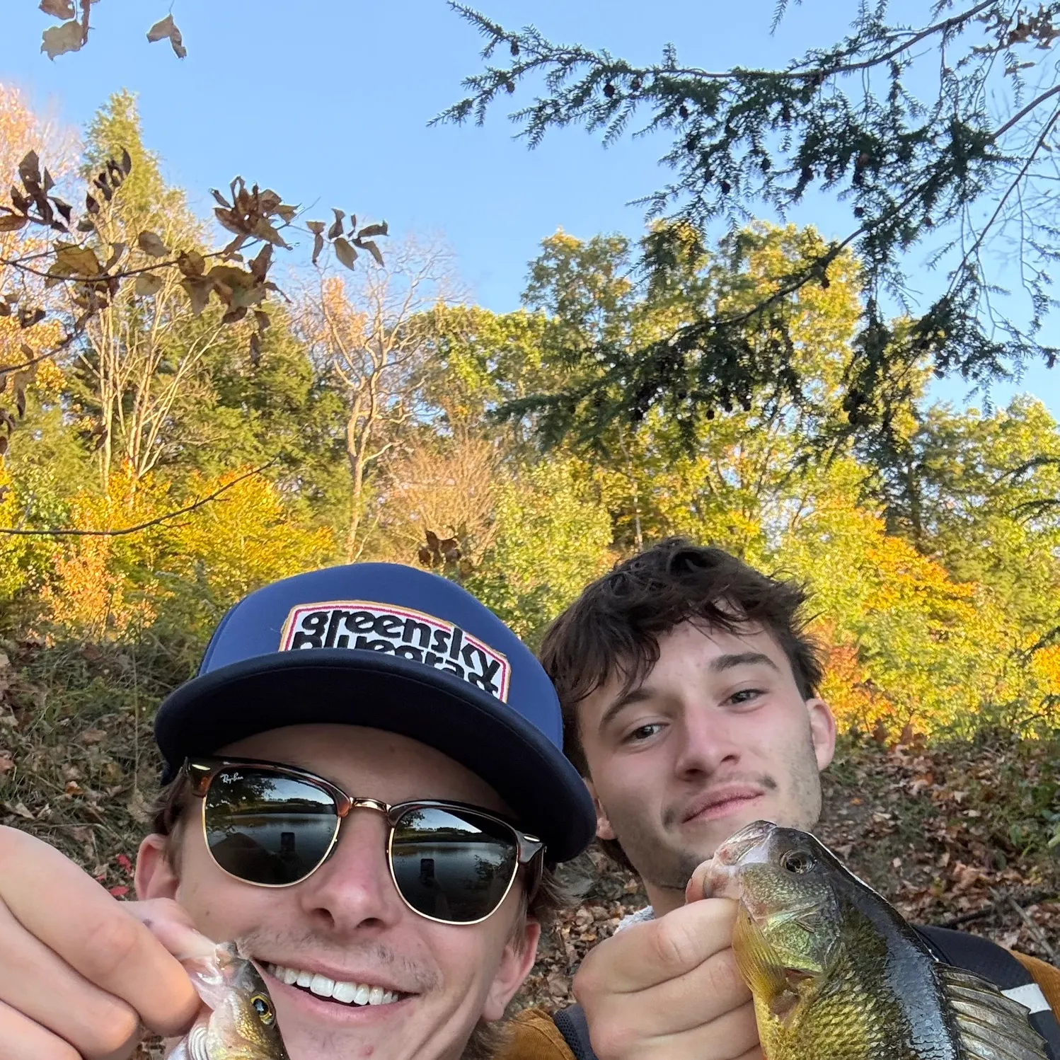 Yellow perch caught on Fishbrain