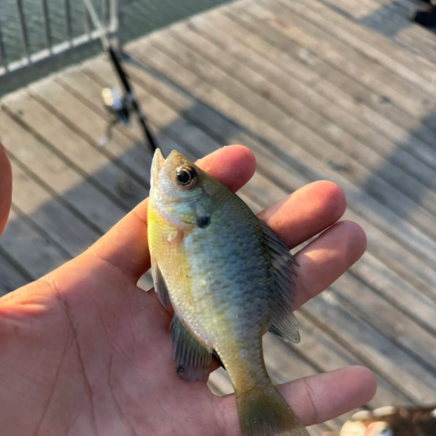 Bluegill caught on Fishbrain