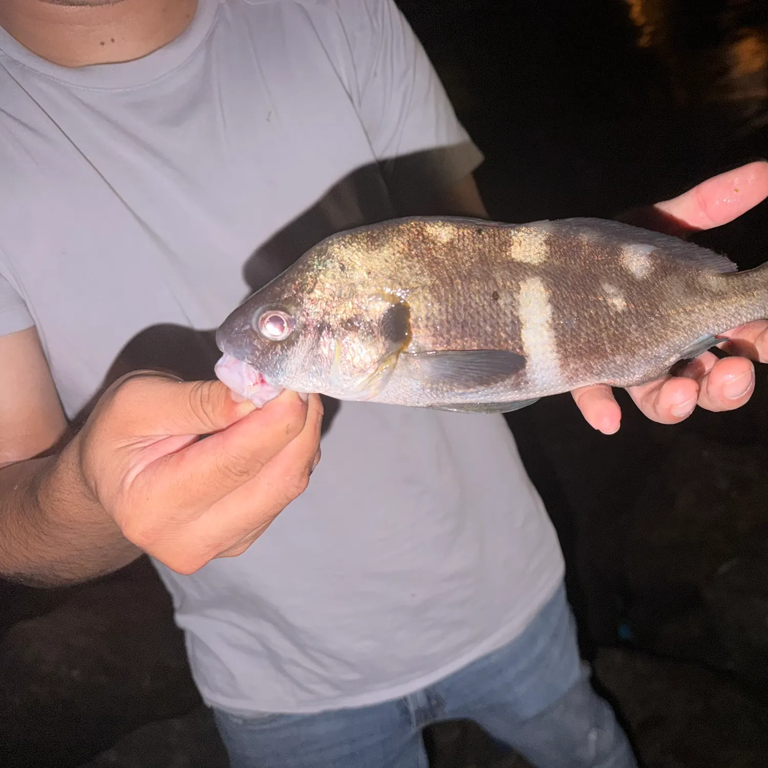 The most recent Black croaker catches on Fishbrain