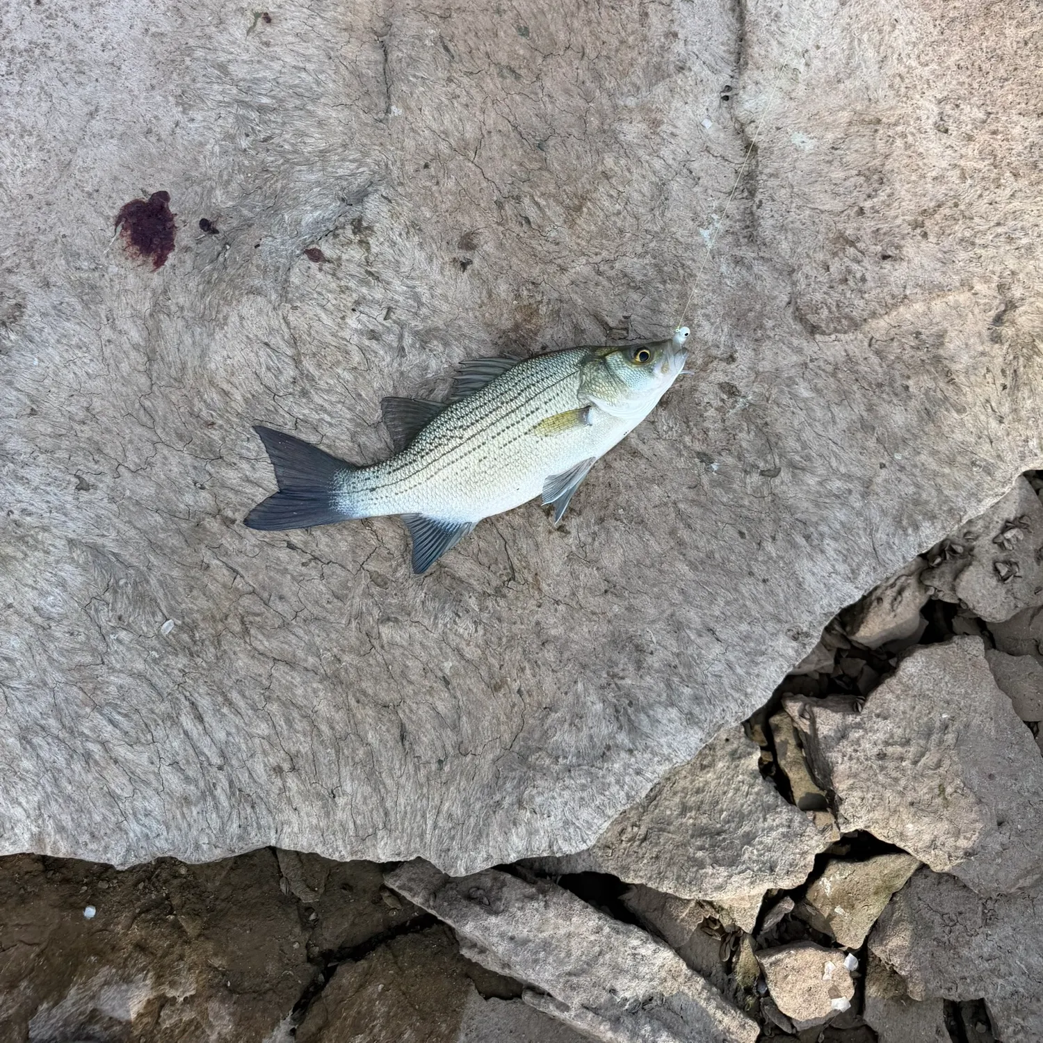 White bass caught on Fishbrain