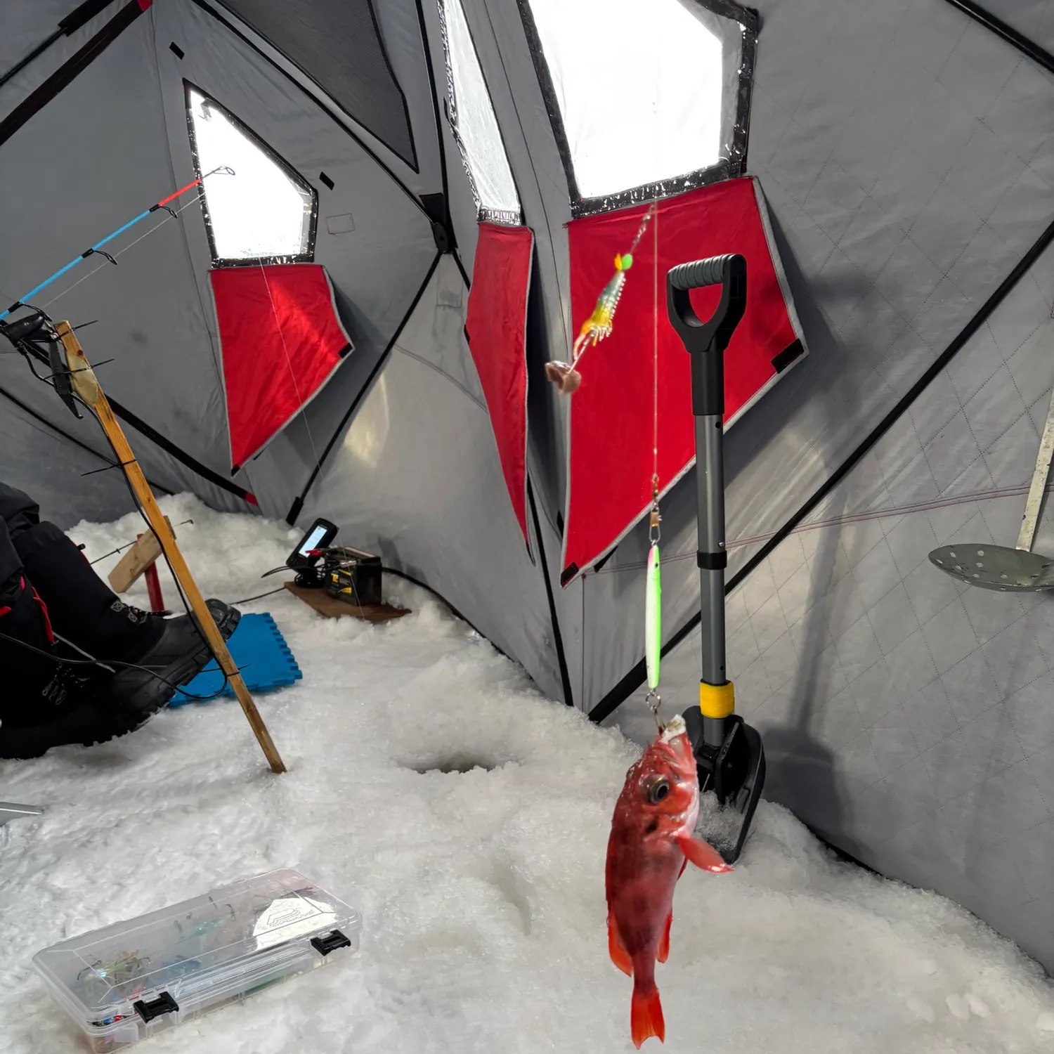 The most recent Harlequin rockfish catches on Fishbrain