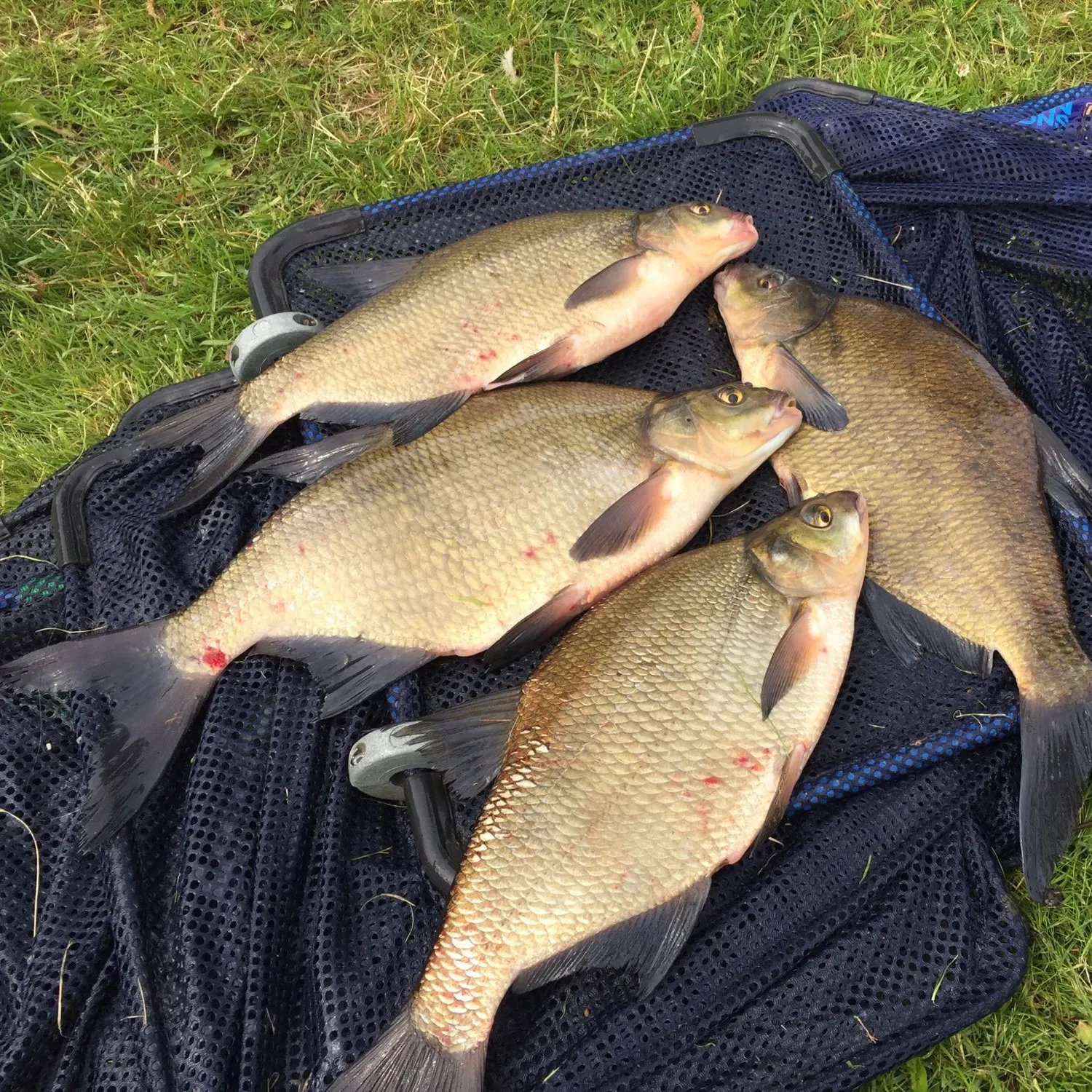 The most popular recent Common bream catch on Fishbrain