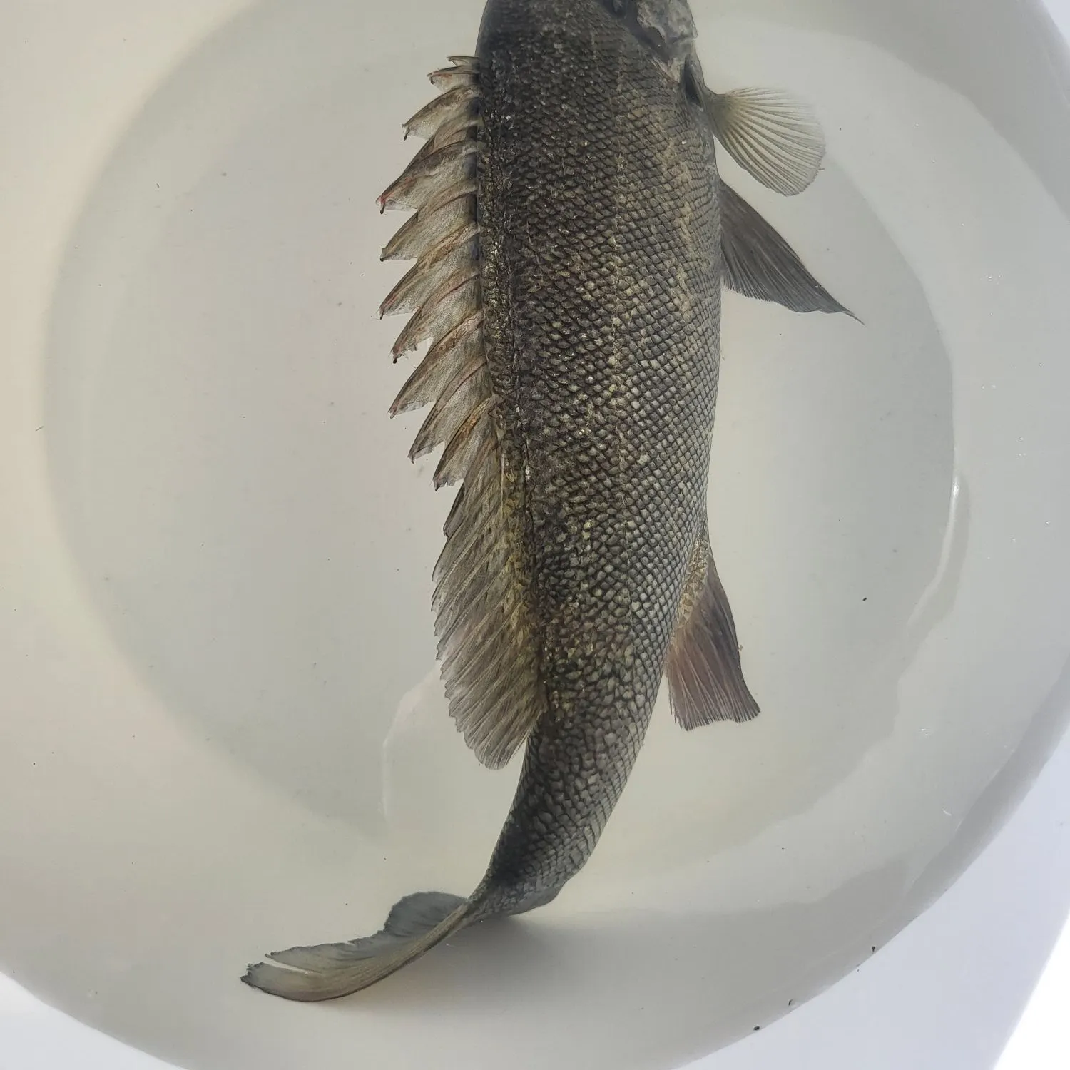 Bidyan perch caught on Fishbrain