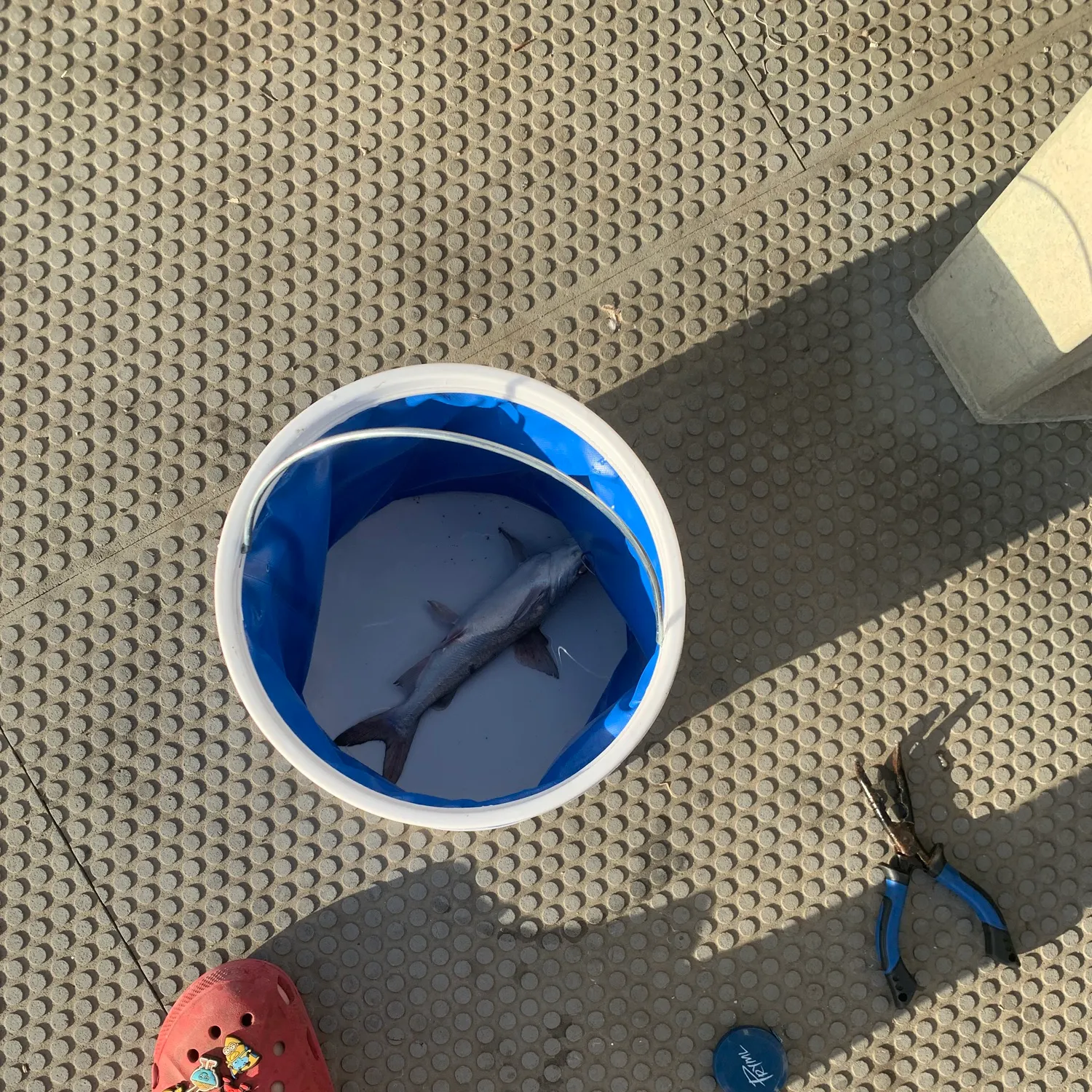 The most recent Blue salmon catfish catches on Fishbrain