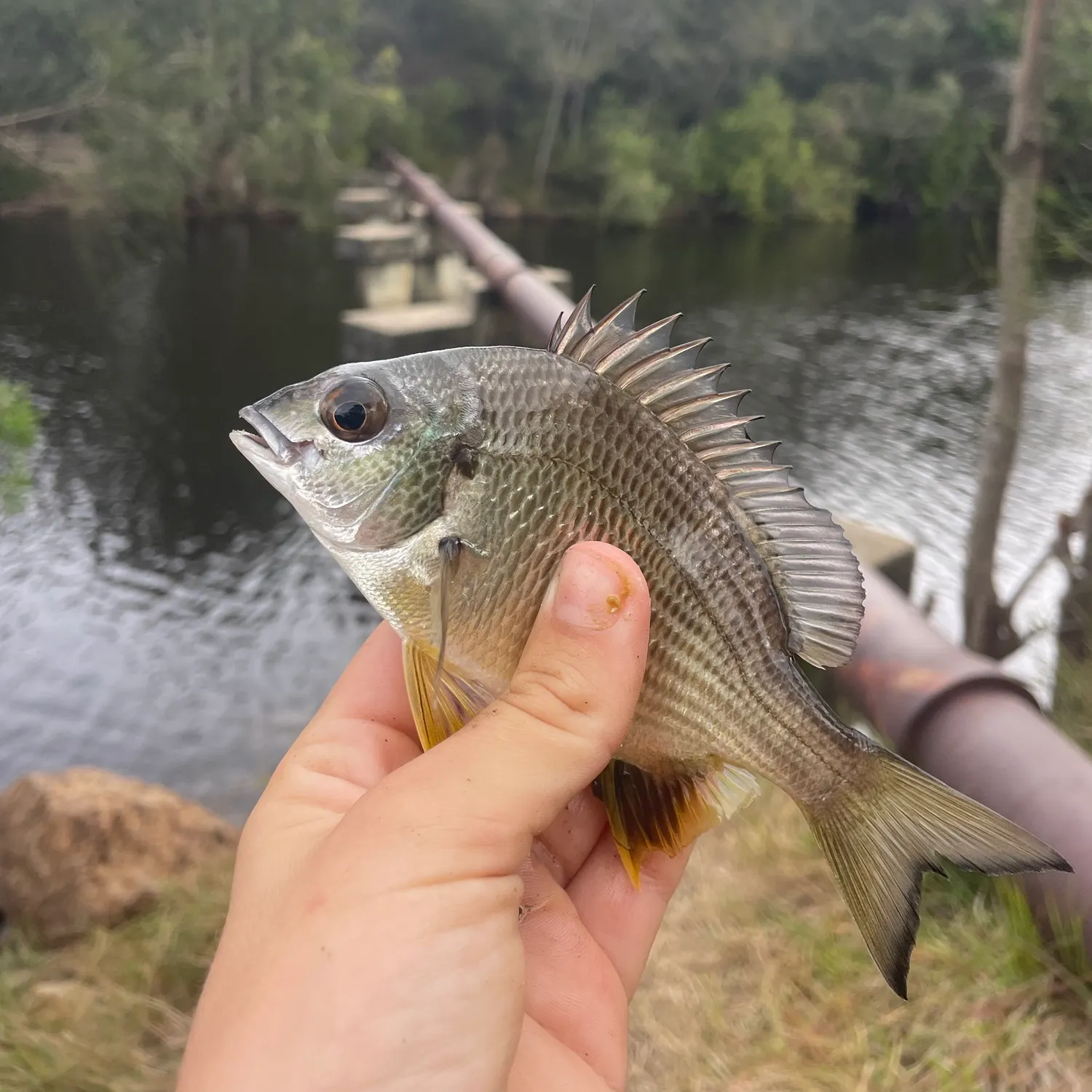 Surf bream caught on Fishbrain