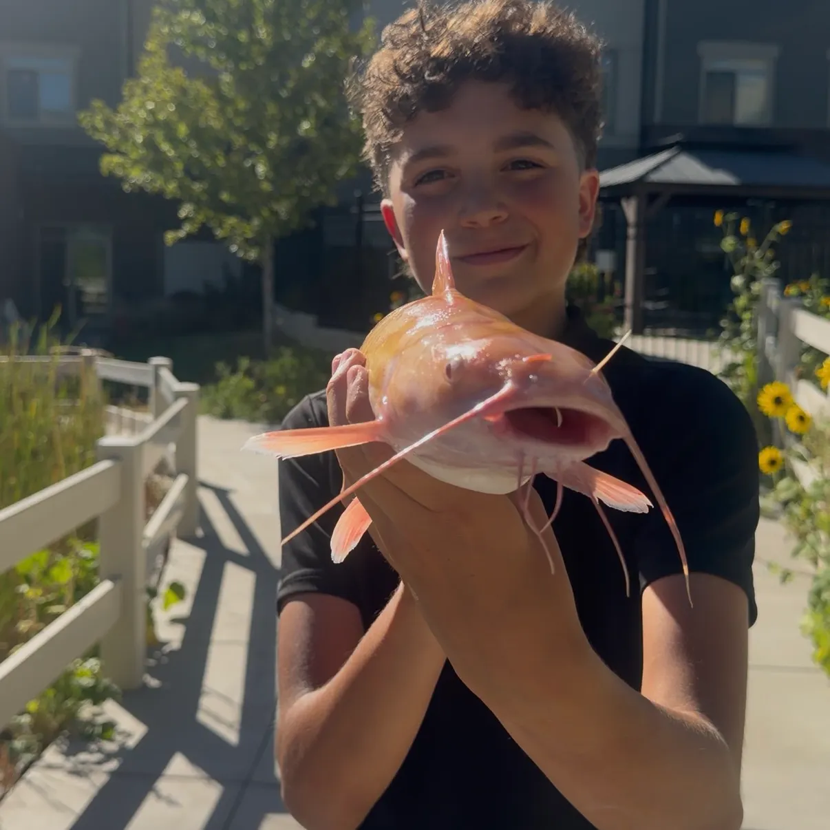 Channel catfish caught on Fishbrain