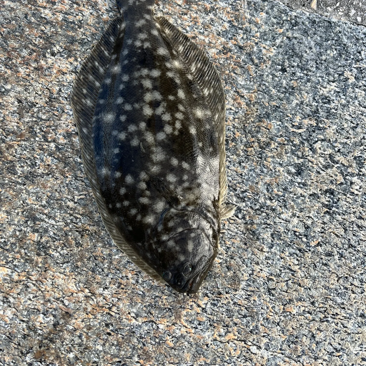 Summer flounder caught on Fishbrain
