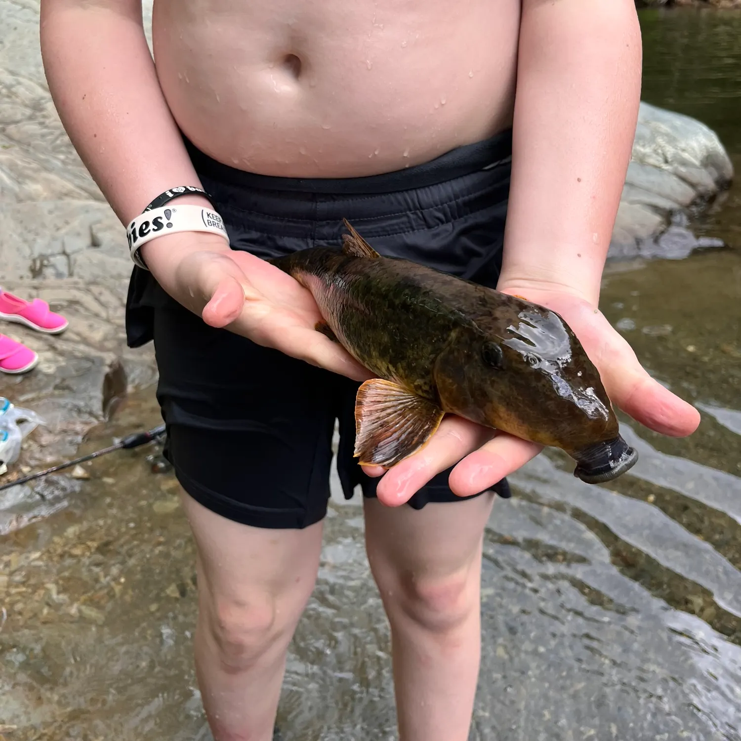 Northern hogsucker caught on Fishbrain