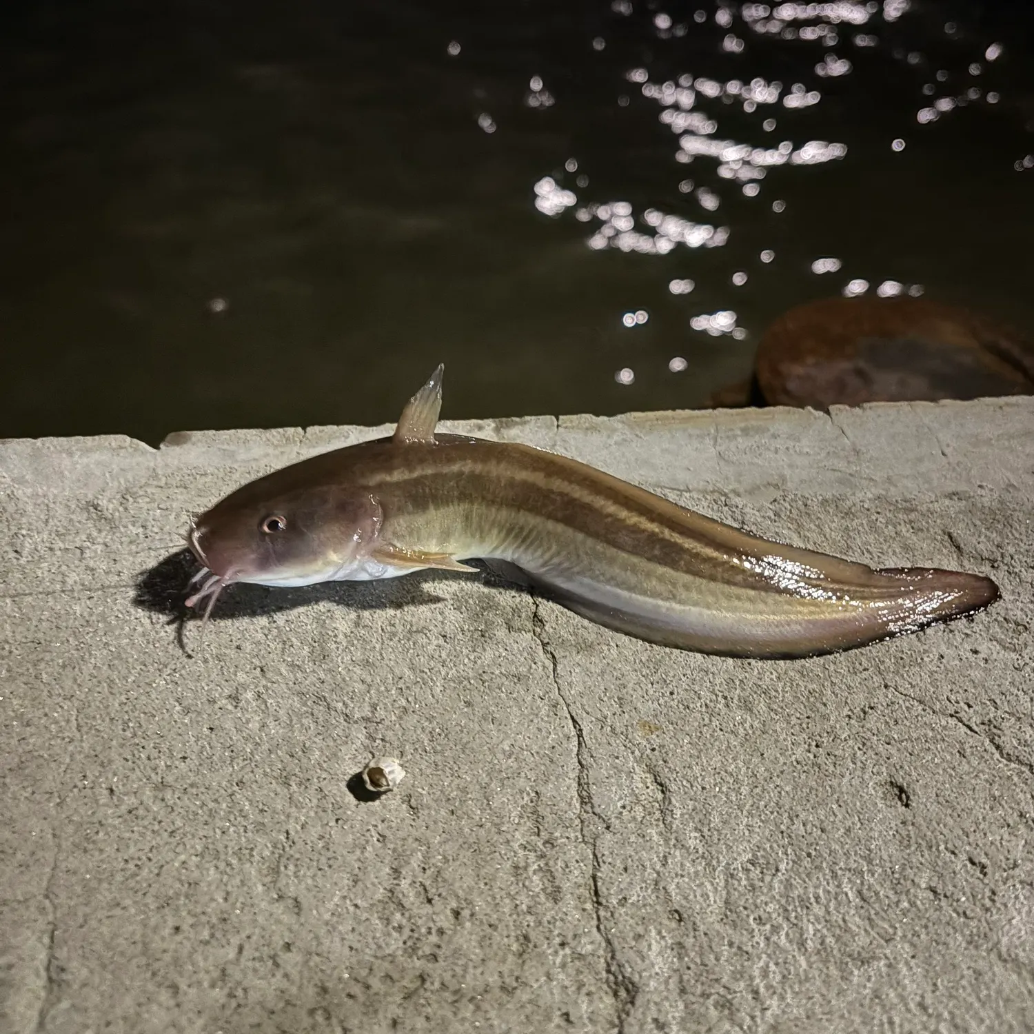 Fish caught on Fishbrain