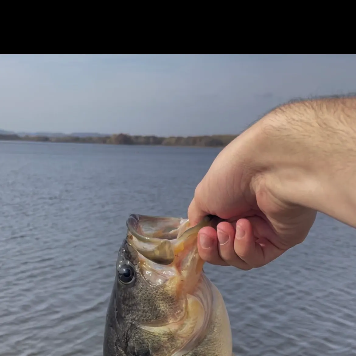 angler catch