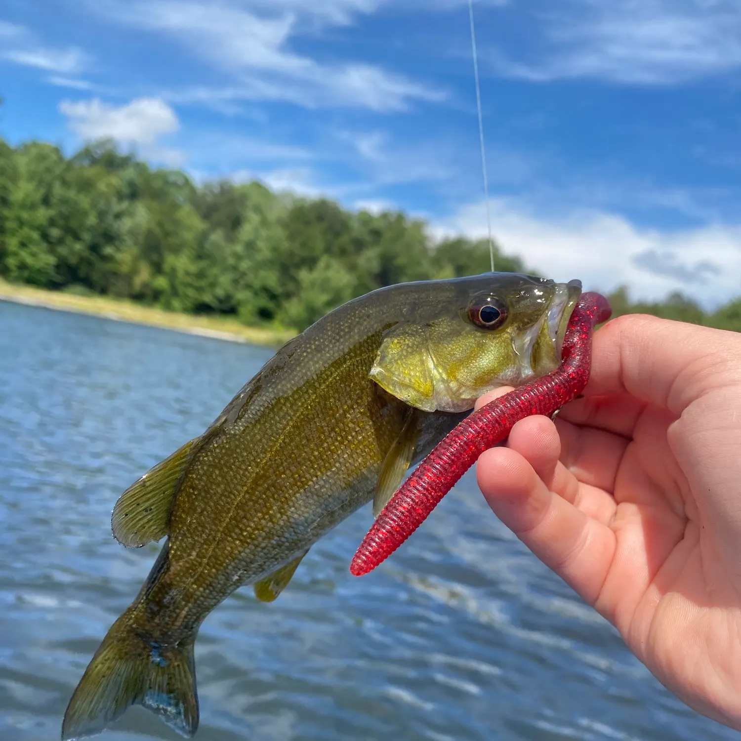 Smallmouth bass caught on Fishbrain