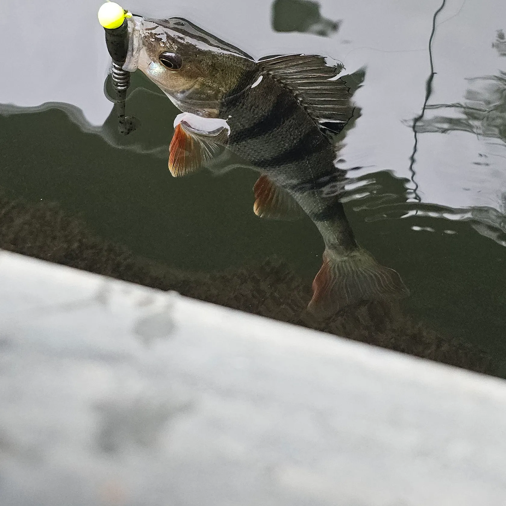 European perch caught on Fishbrain