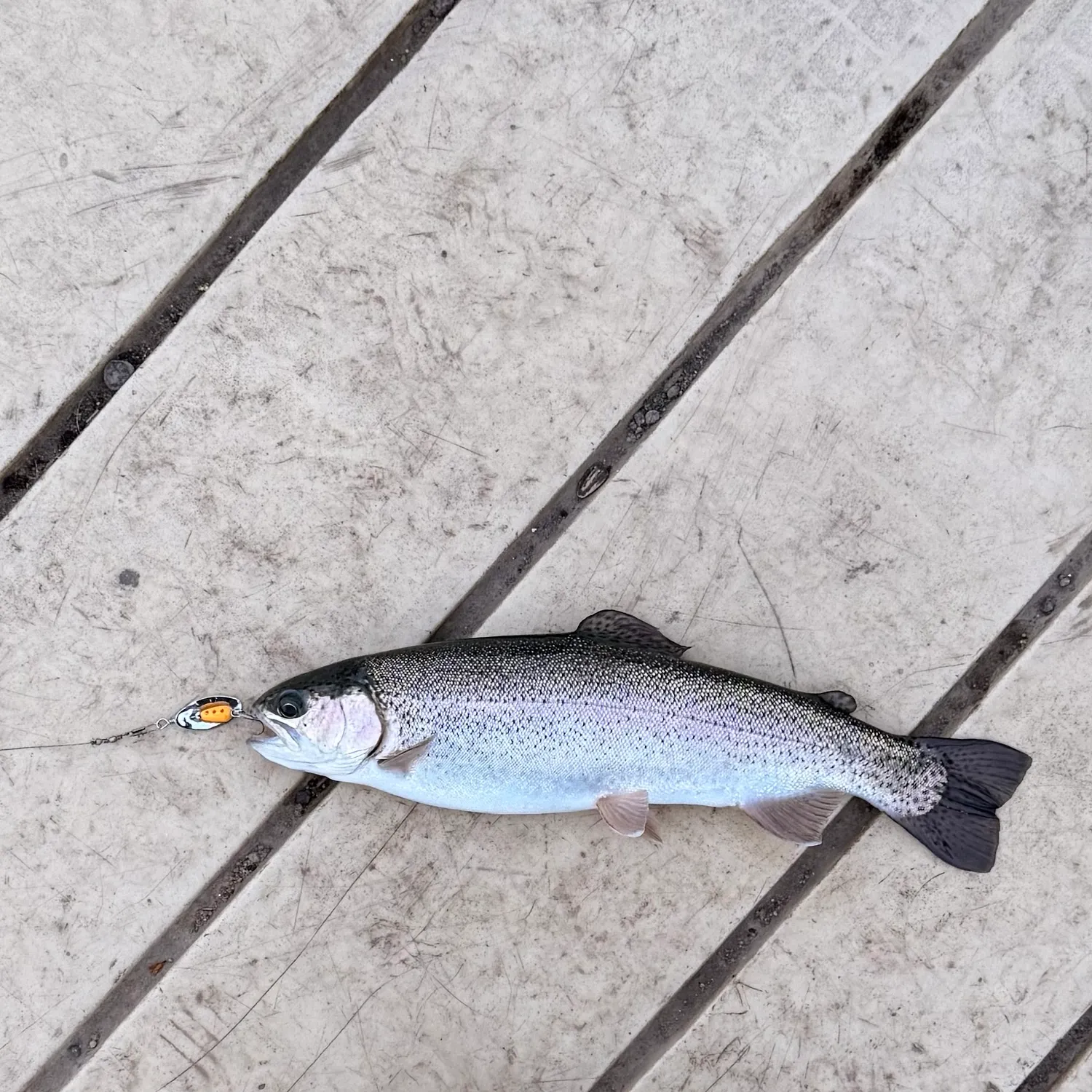 Steelhead caught on Fishbrain