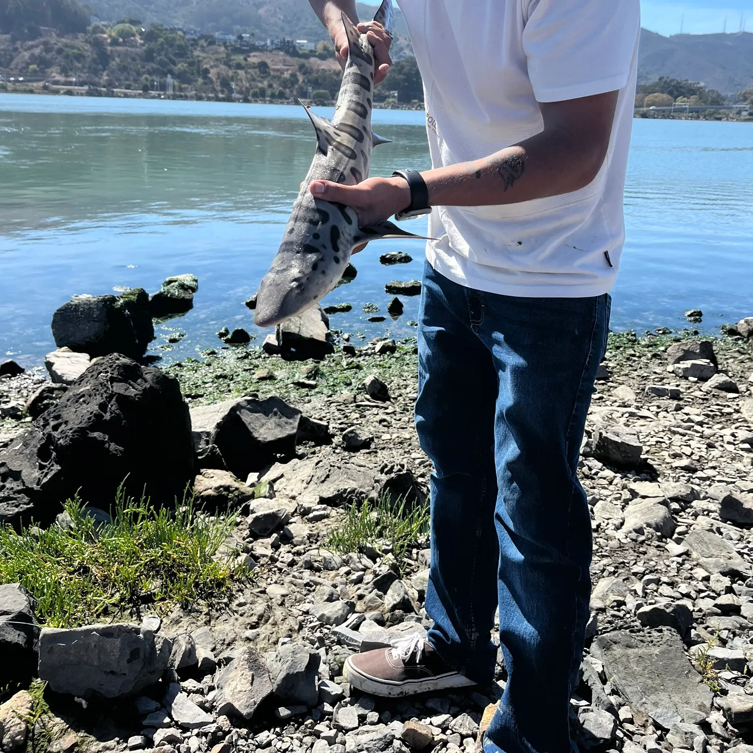 Leopard shark caught on Fishbrain