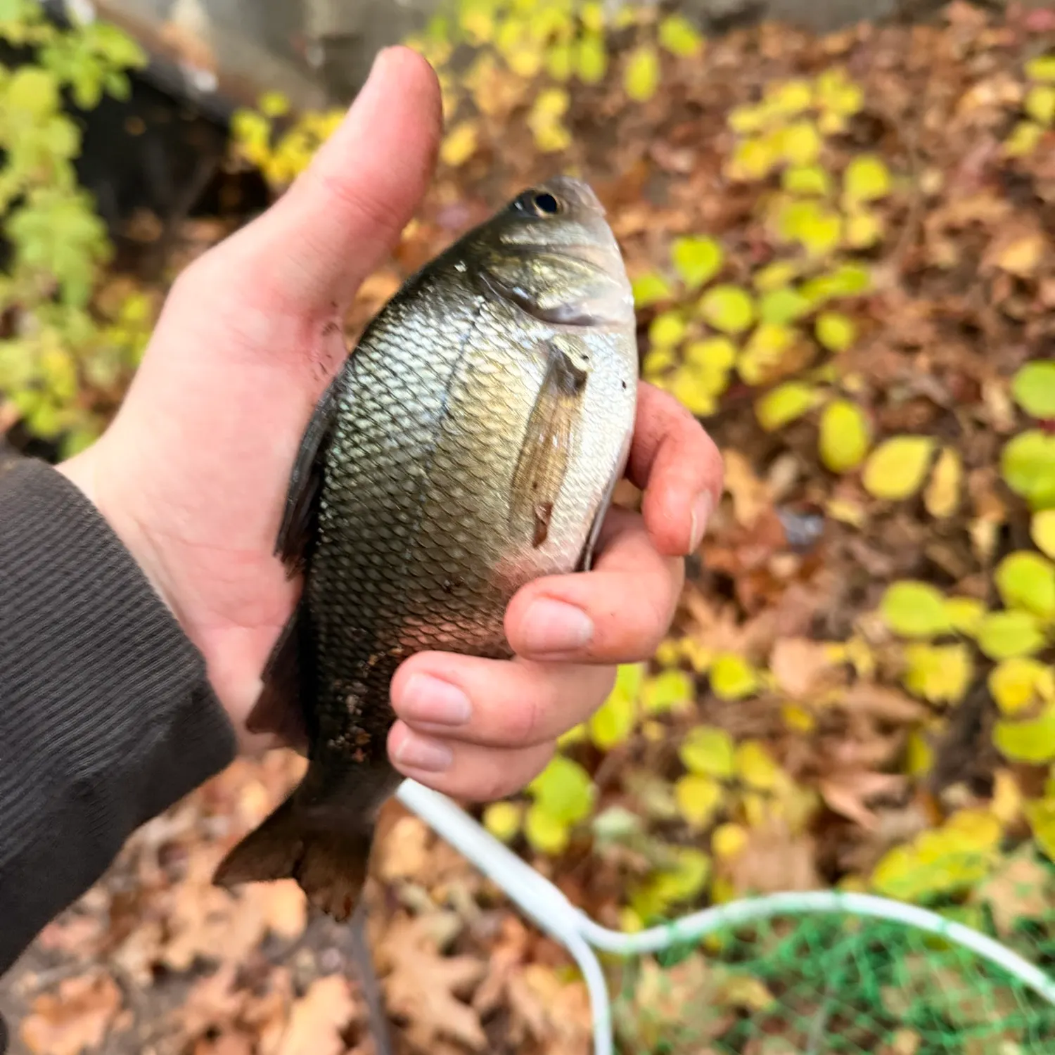 White perch caught on Fishbrain