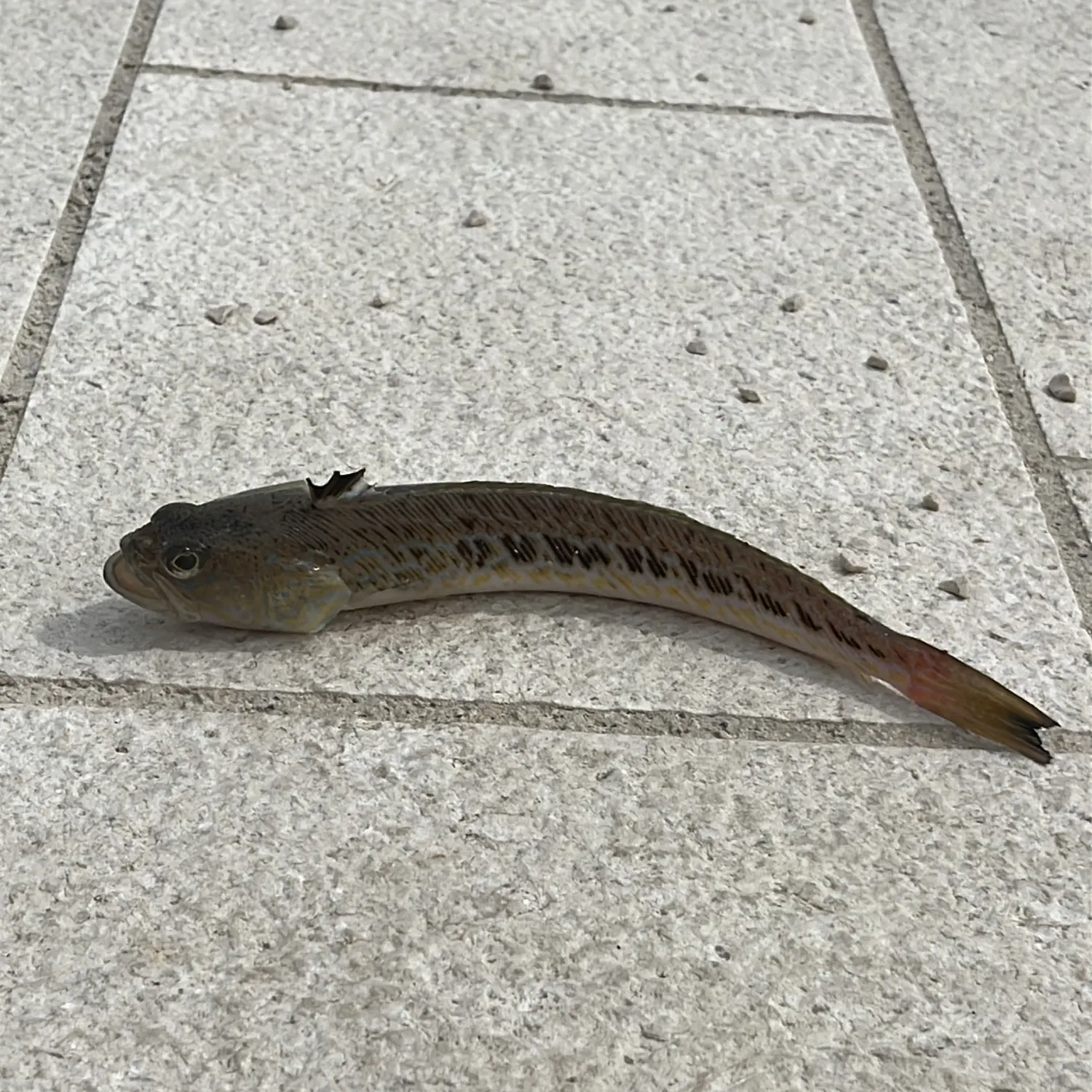 The most recent Greater weever catches on Fishbrain