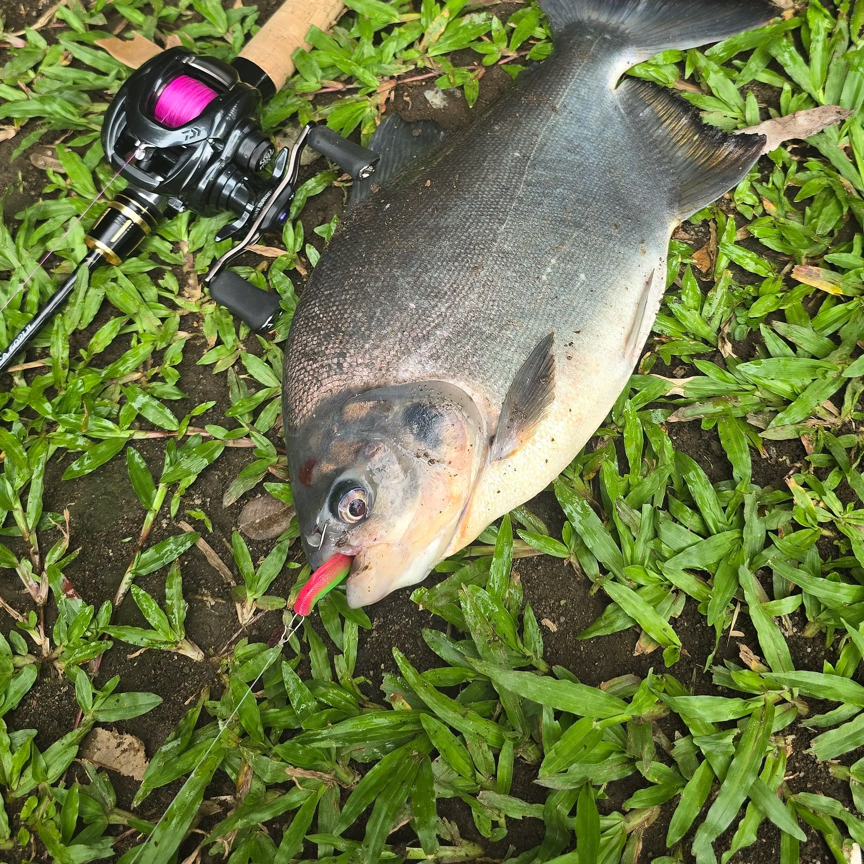 The most recent Red-bellied pacu catches on Fishbrain
