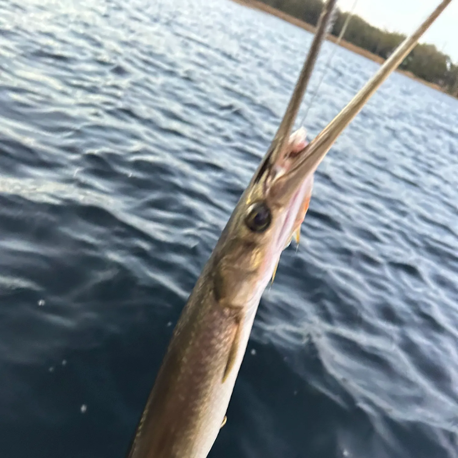 The most recent Needlenose gar catches on Fishbrain