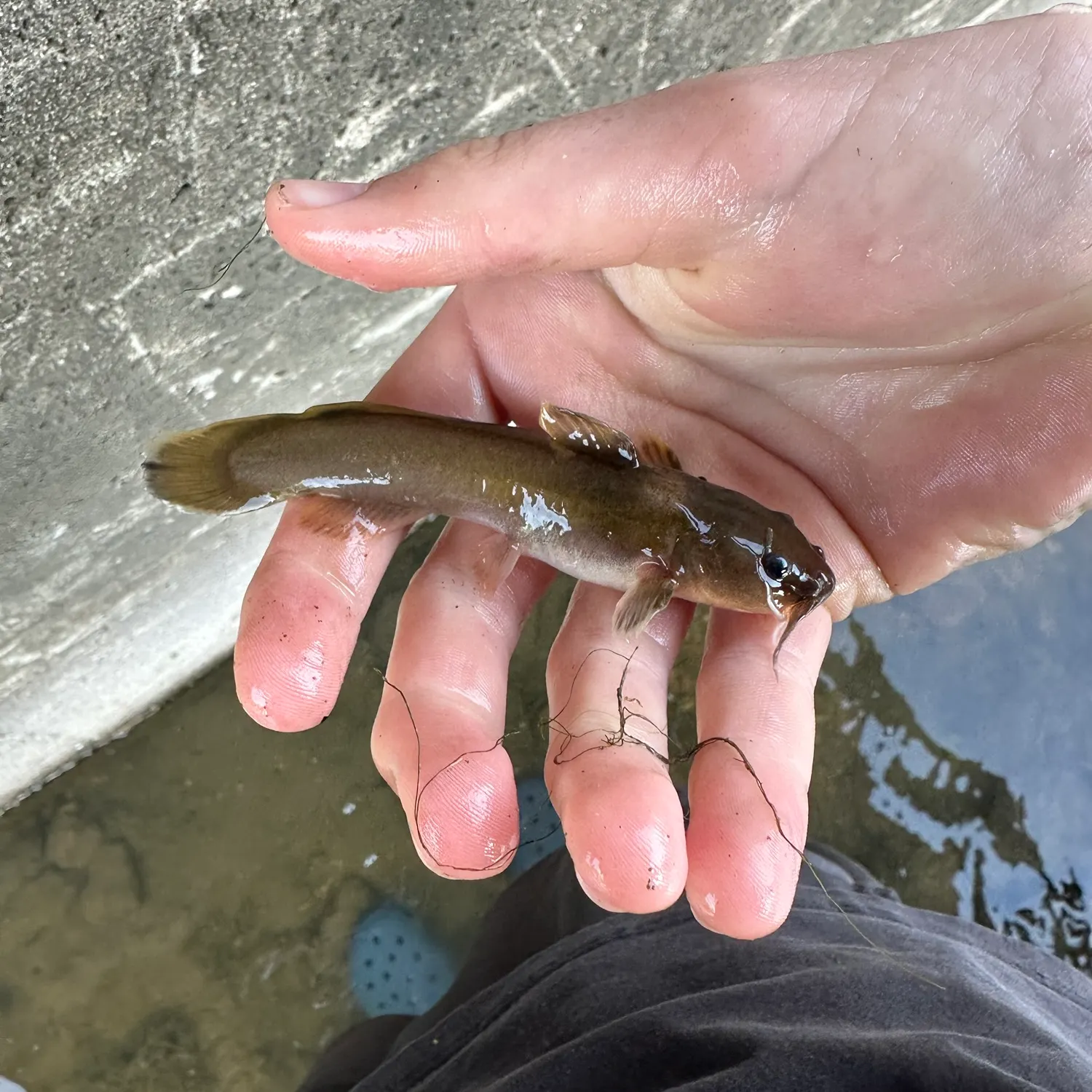 The most recent Stonecat catches on Fishbrain