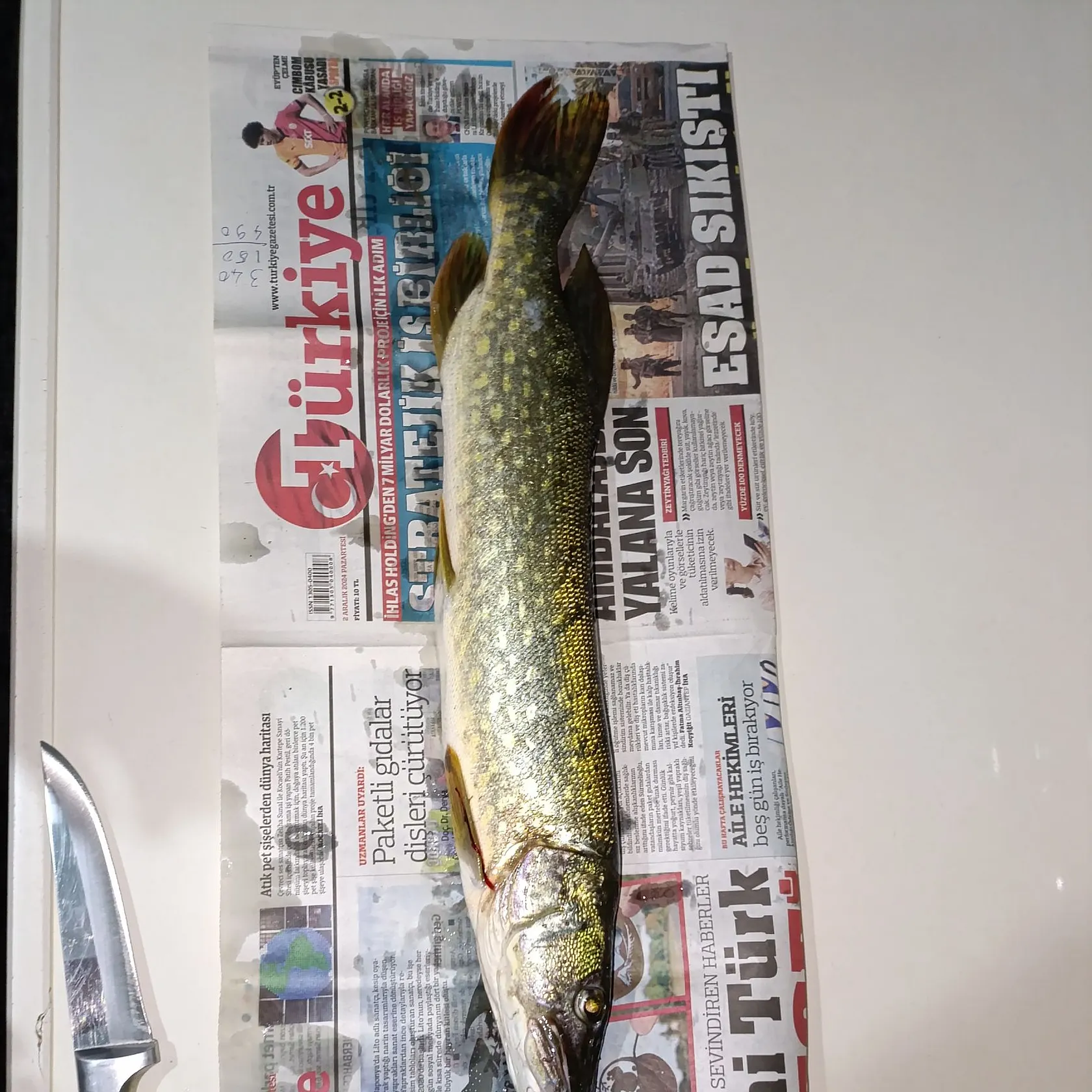 recently logged catches