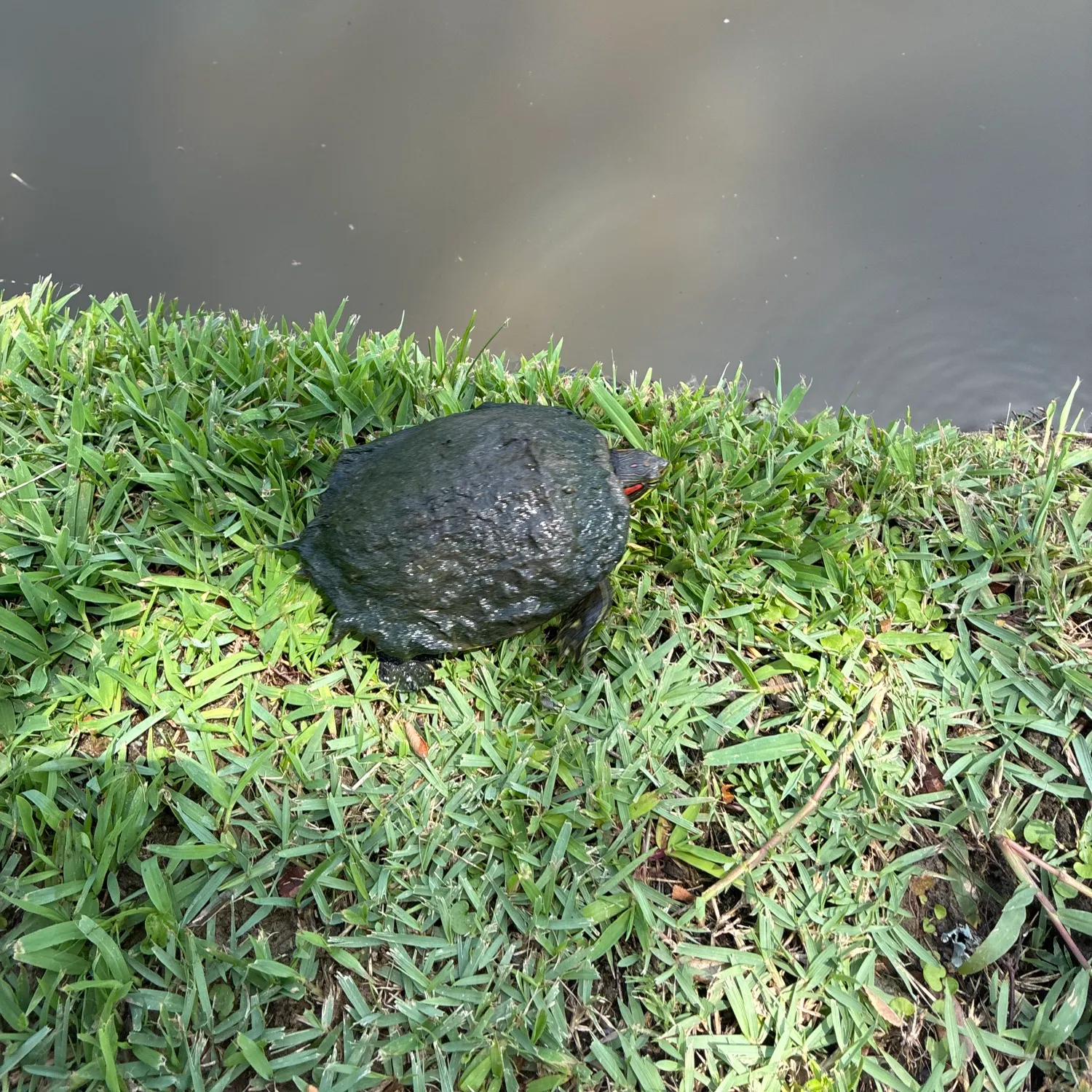 The most recent Texas cooter turtle catches on Fishbrain
