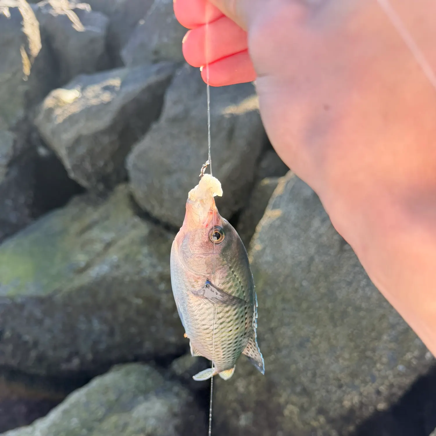 The most recent Blacksmith catches on Fishbrain