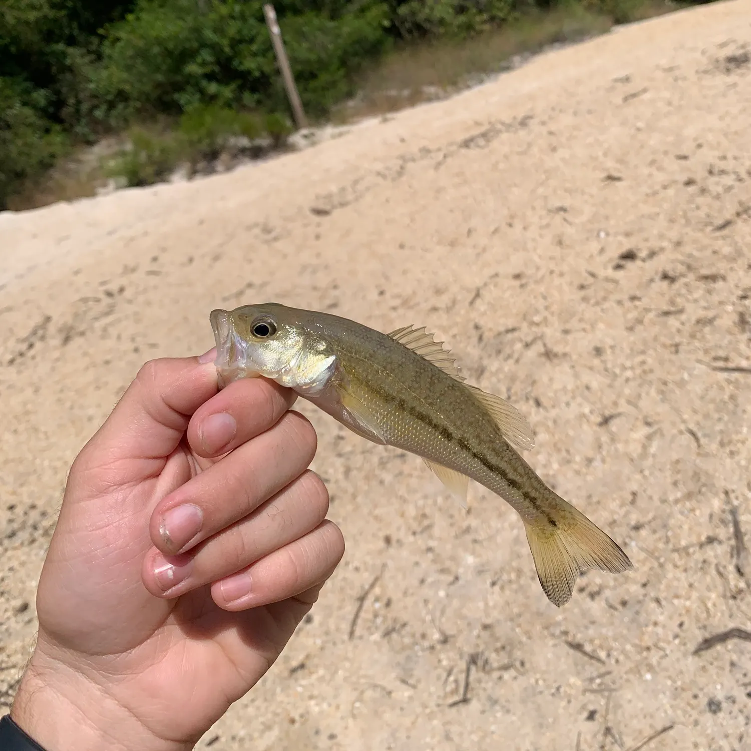 The most recent Choctaw bass catches on Fishbrain