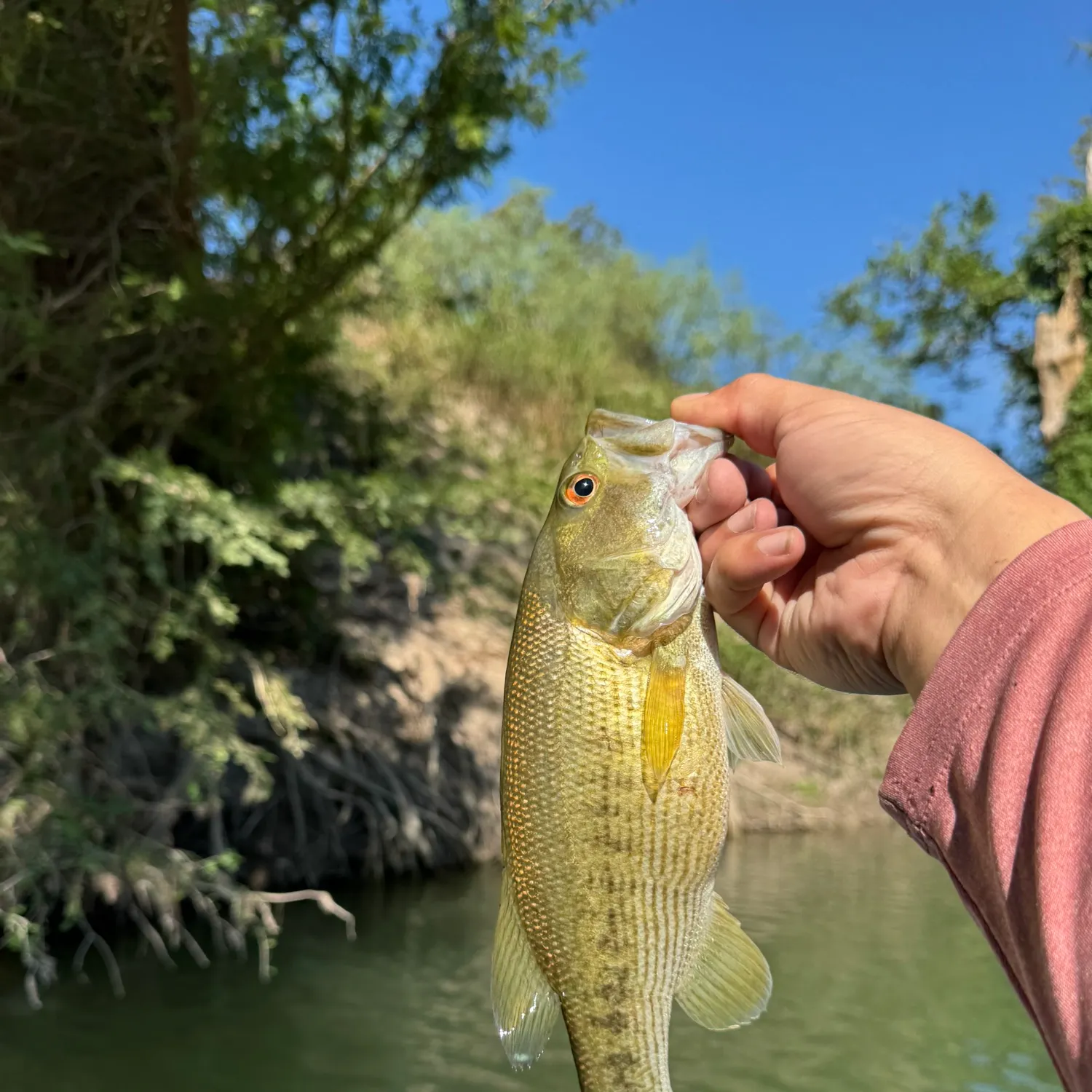 Spotted bass caught on Fishbrain