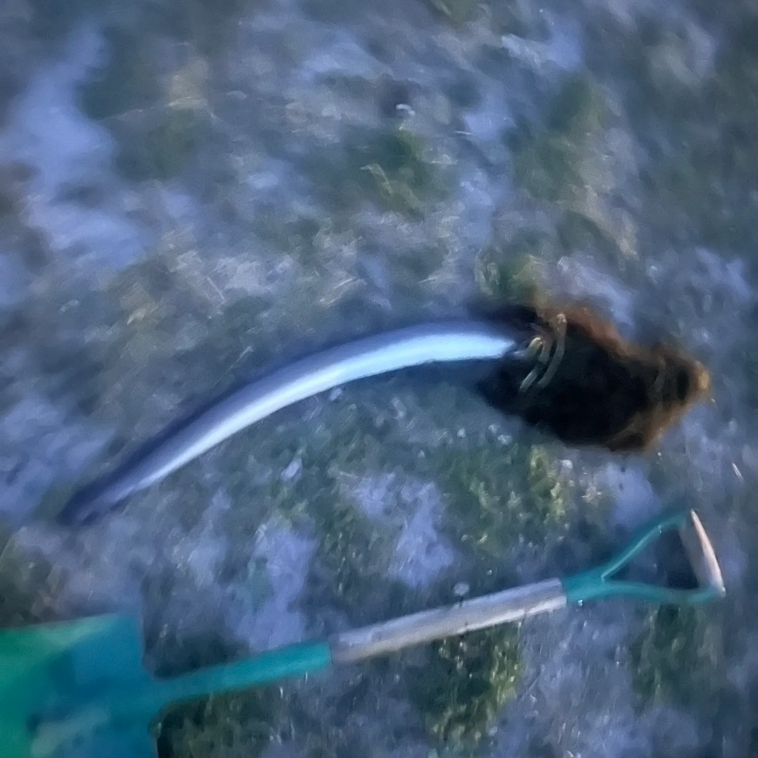 The most recent Shortfin eel catches on Fishbrain