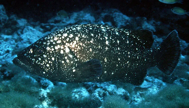 Hawaiian grouper
