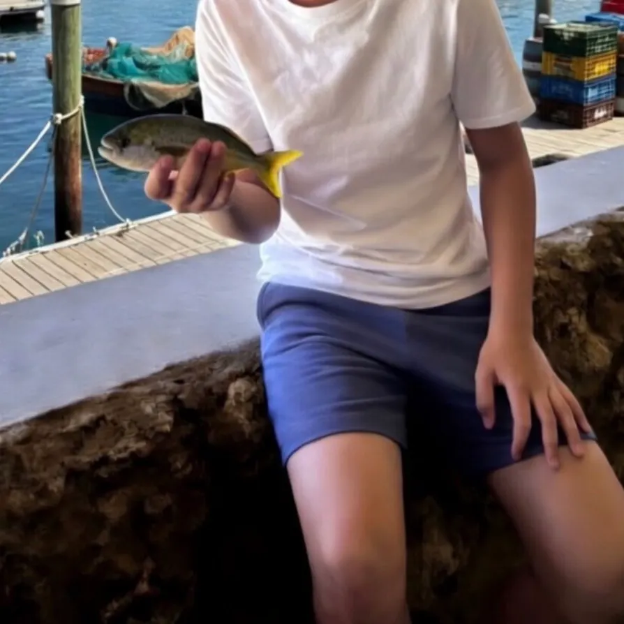 The most recent Spangled emperor catches on Fishbrain