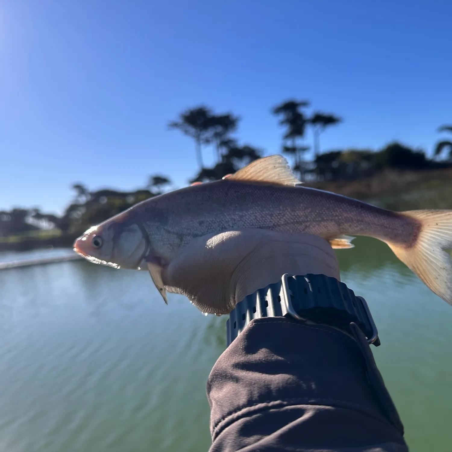 The most recent Sacramento blackfish catches on Fishbrain