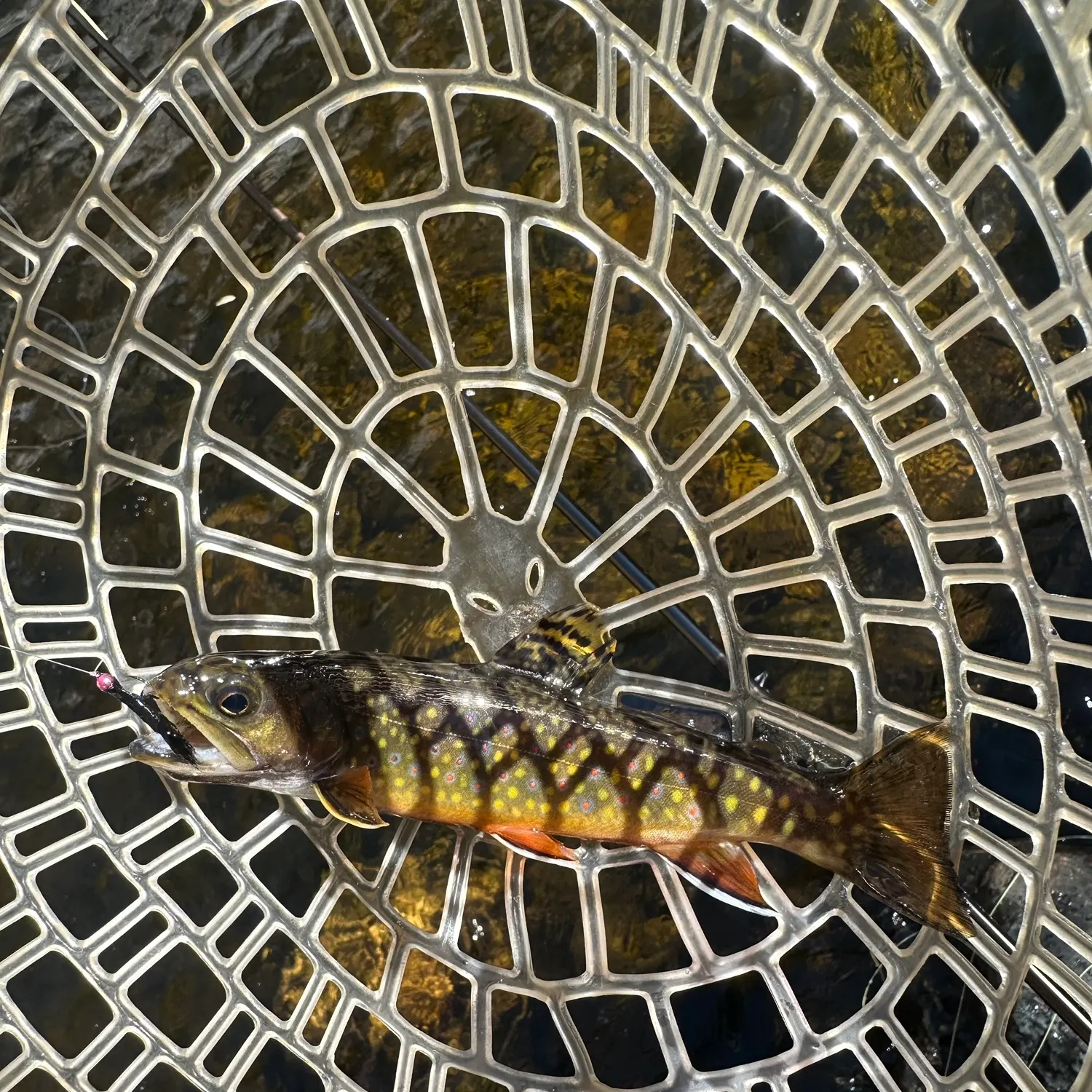 Brook trout caught on Fishbrain