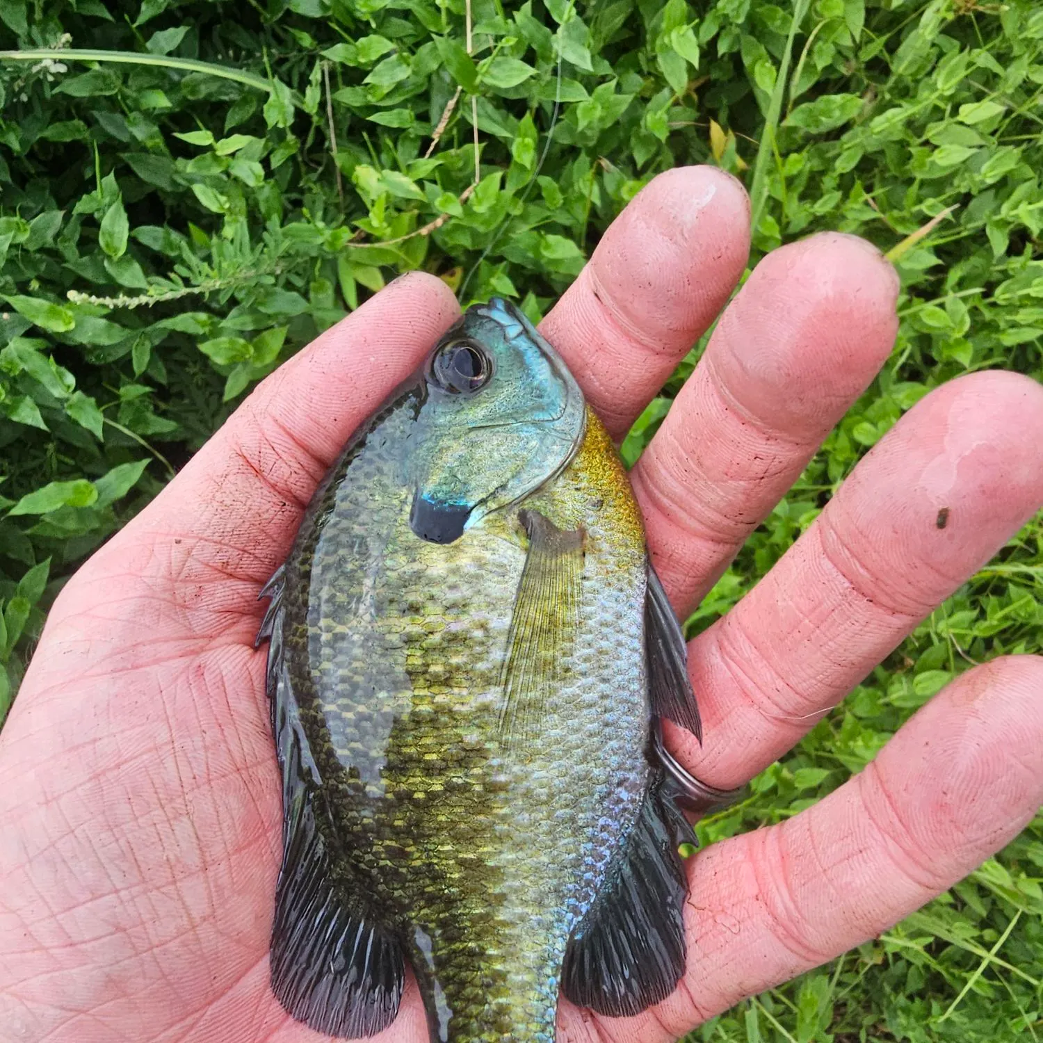 Bluegill caught on Fishbrain