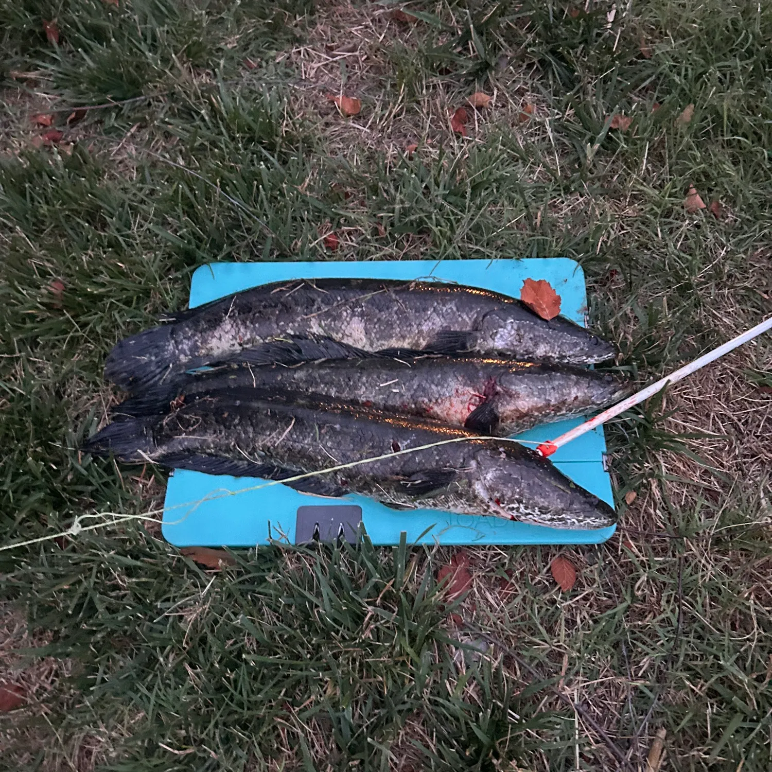 recently logged catches