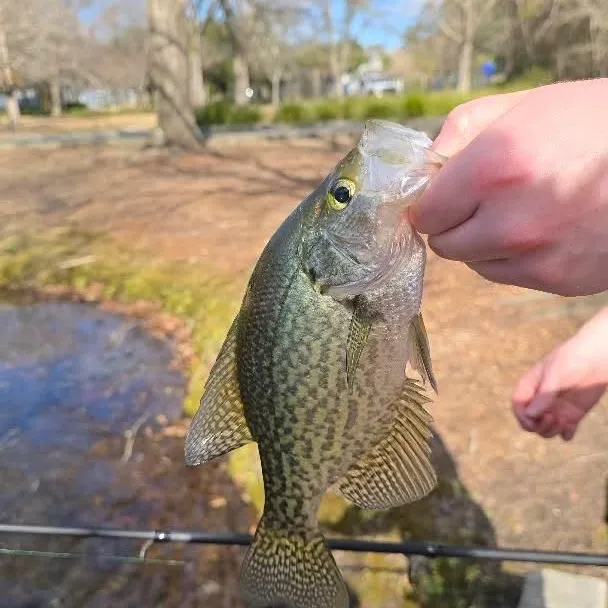 The most recent Black crappie catches on Fishbrain