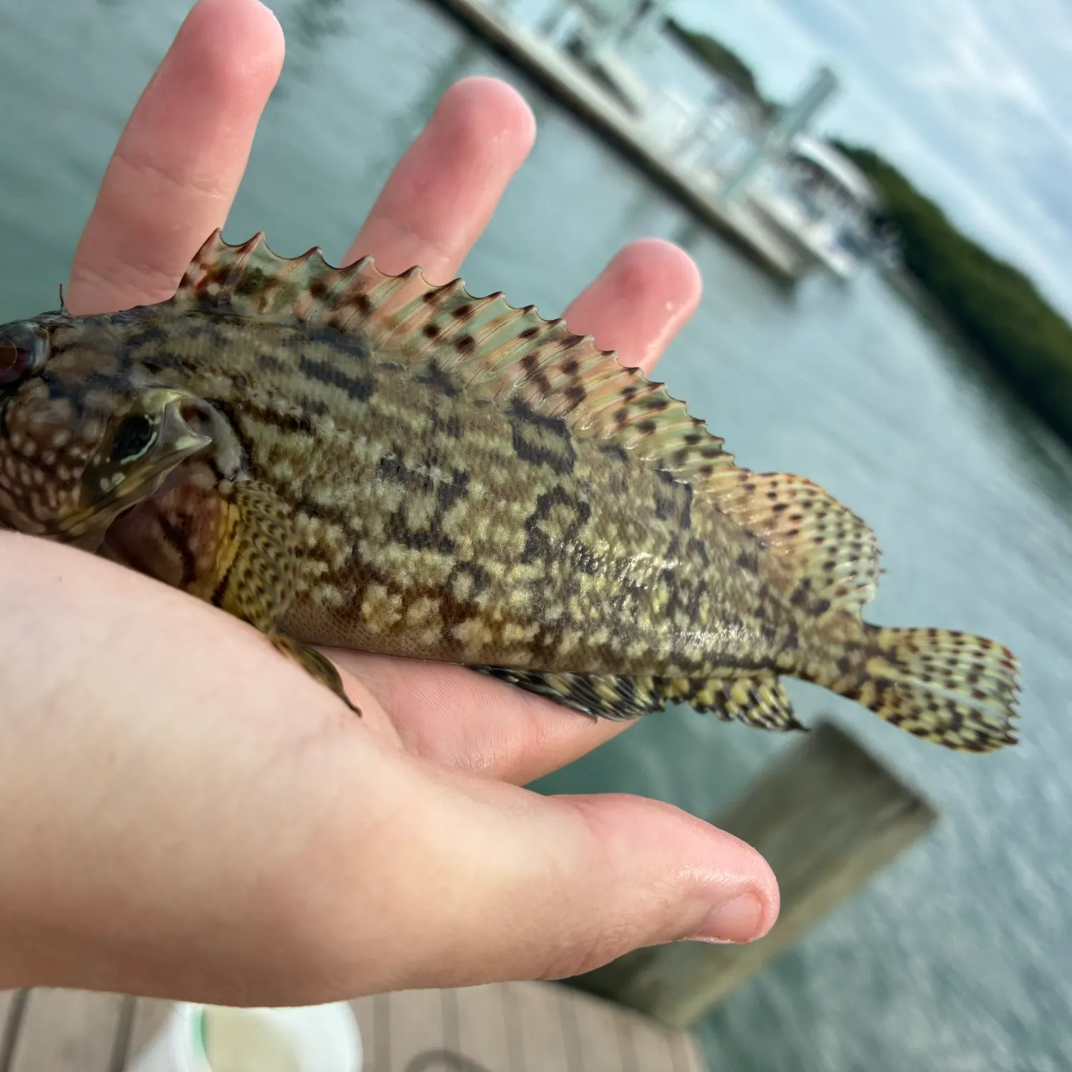 The most recent Masquerader hairy blenny catches on Fishbrain