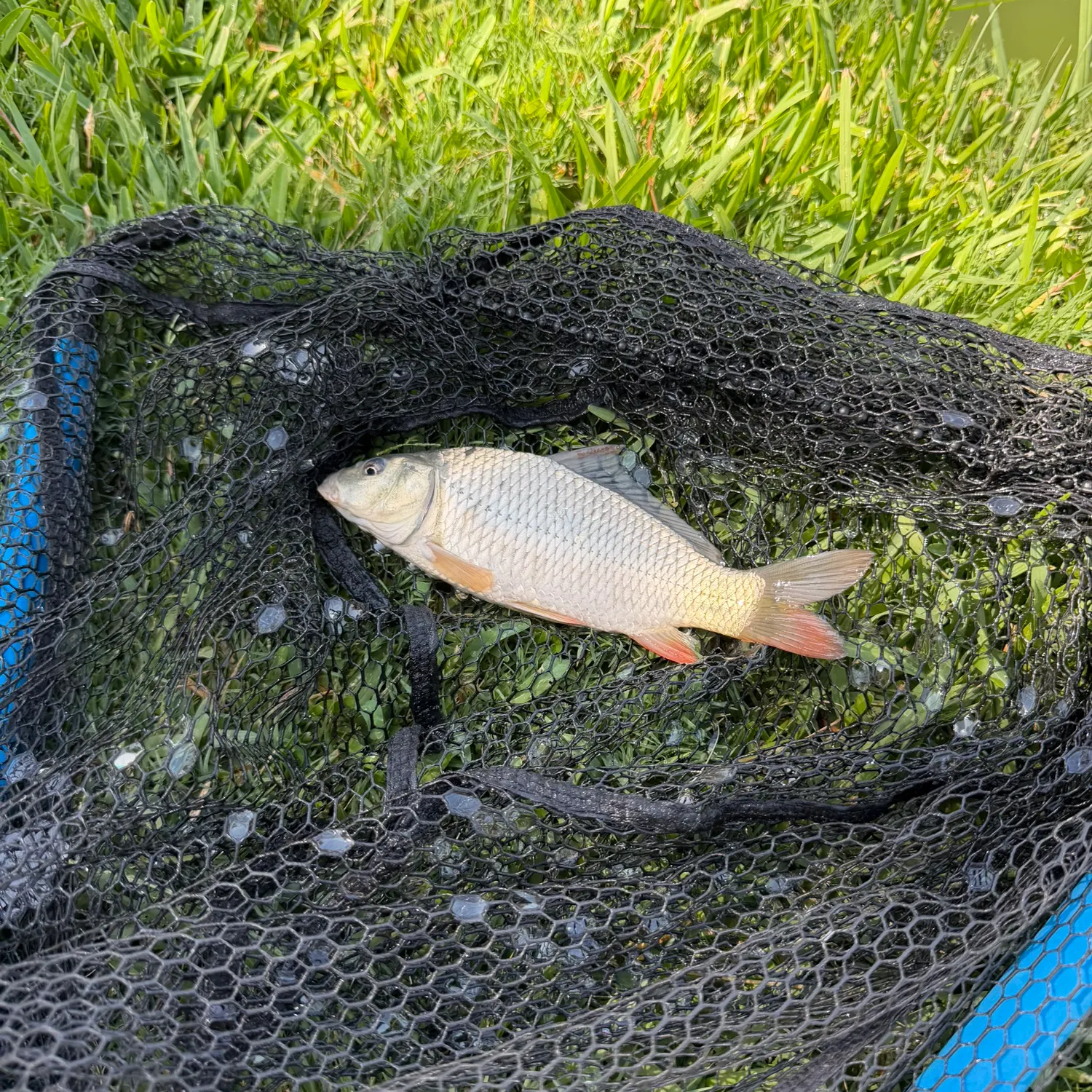 Common carp caught on Fishbrain
