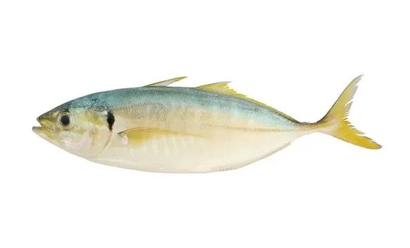 Yakka