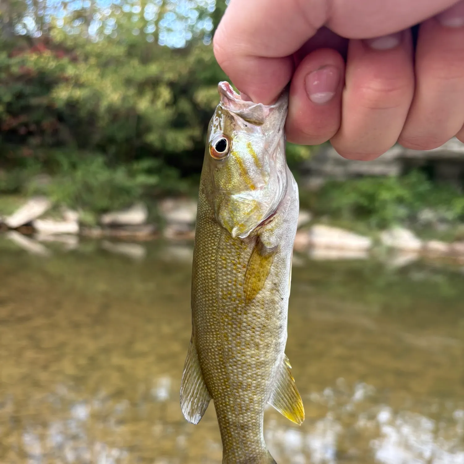 Smallmouth bass caught on Fishbrain