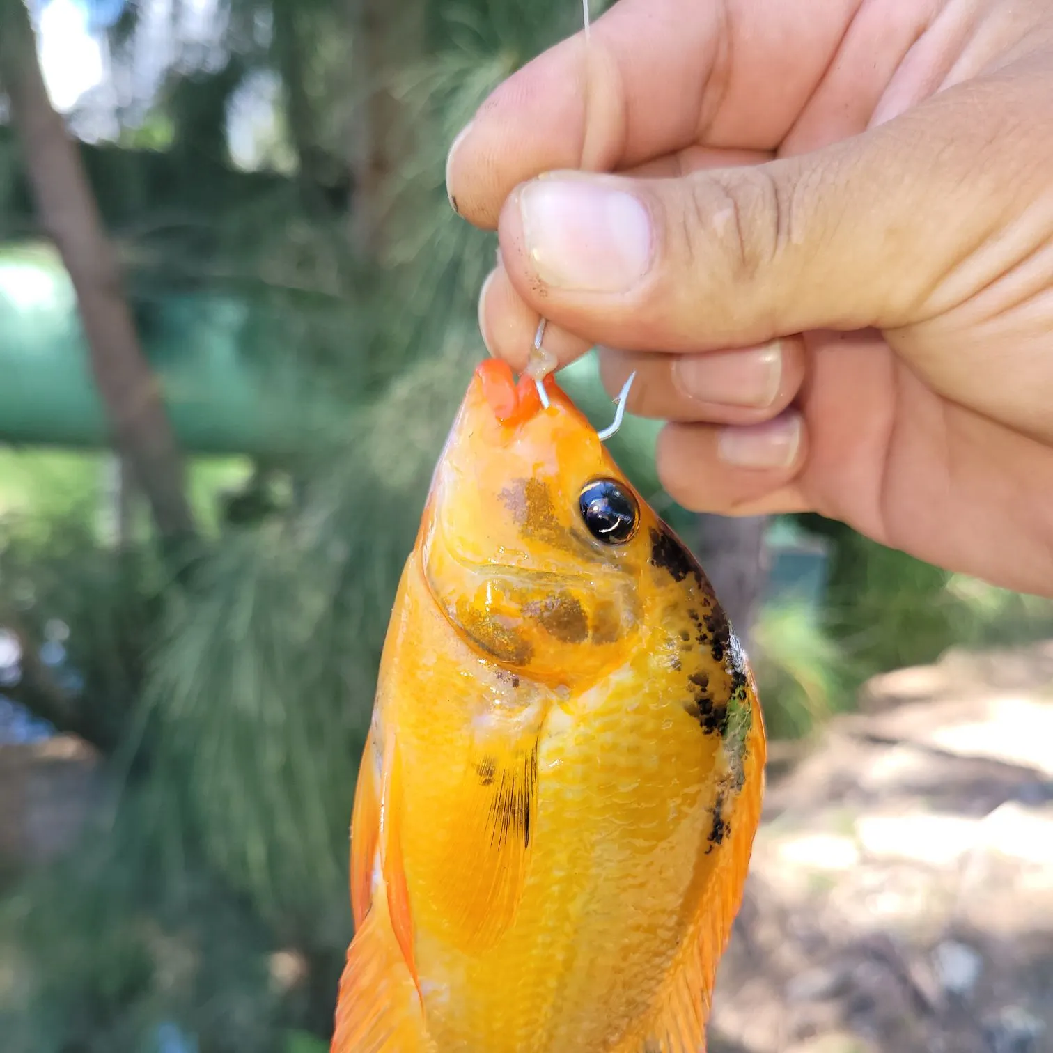 The most recent Midas cichlid catches on Fishbrain